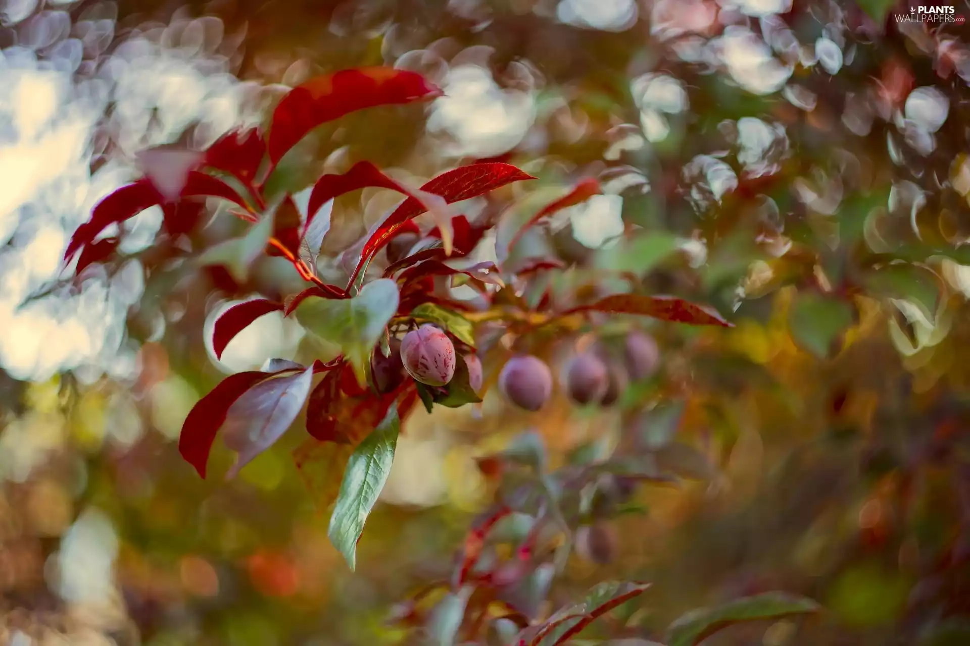 Leaf, Fruit Tree, plums