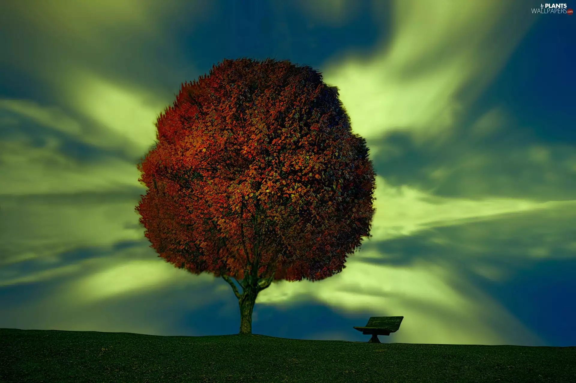 aurora polaris, Bench, autumn, trees