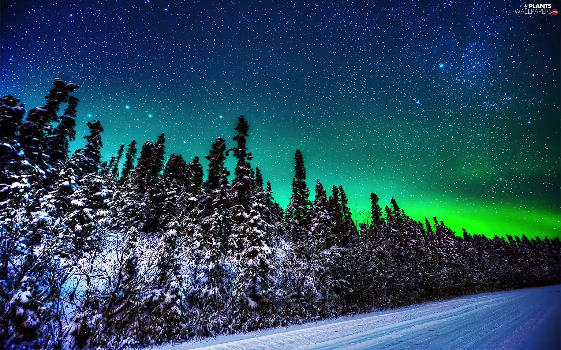 dawn, Polaris, trees, viewes, Way