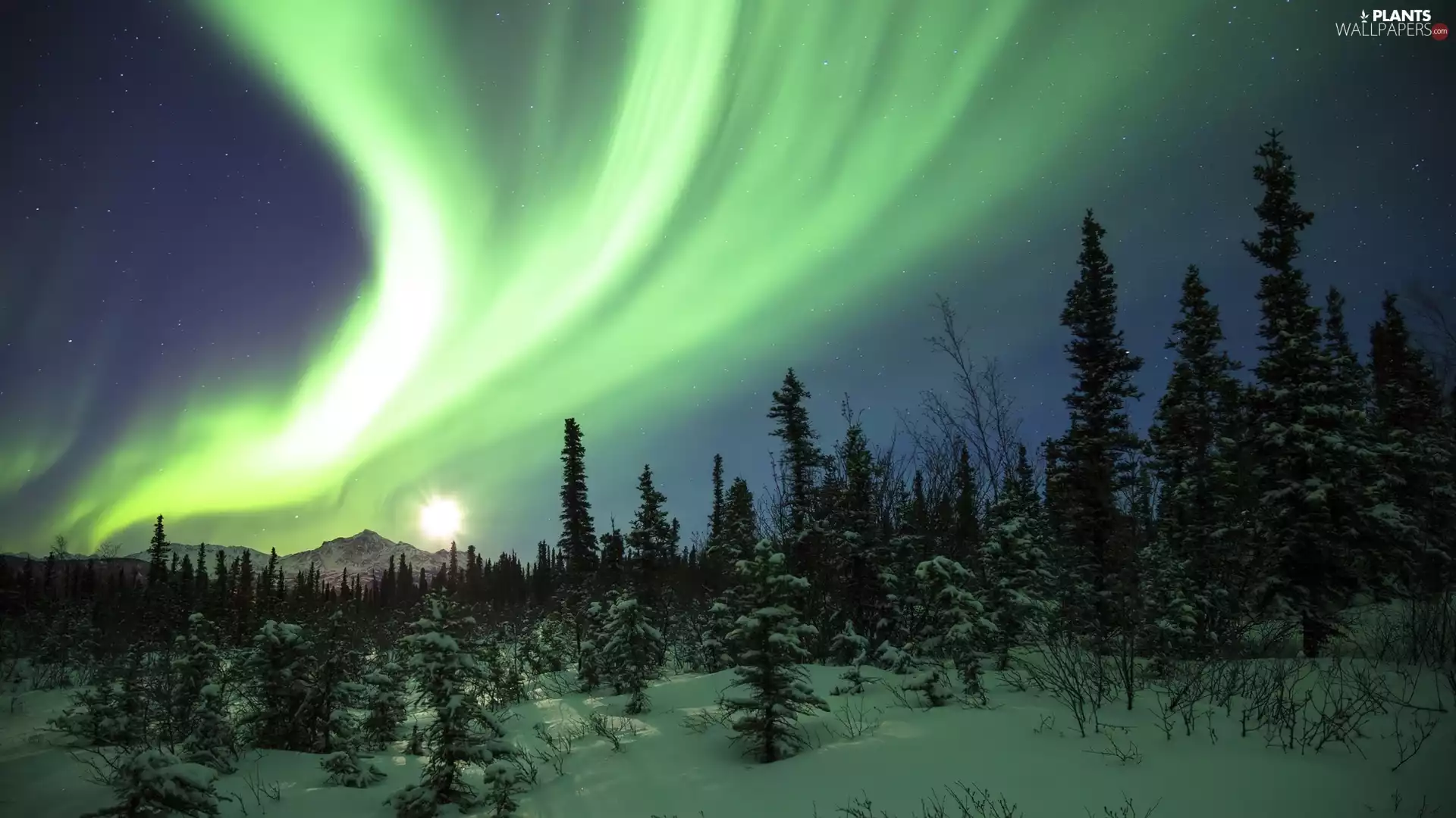 dawn, Polaris, trees, viewes, winter