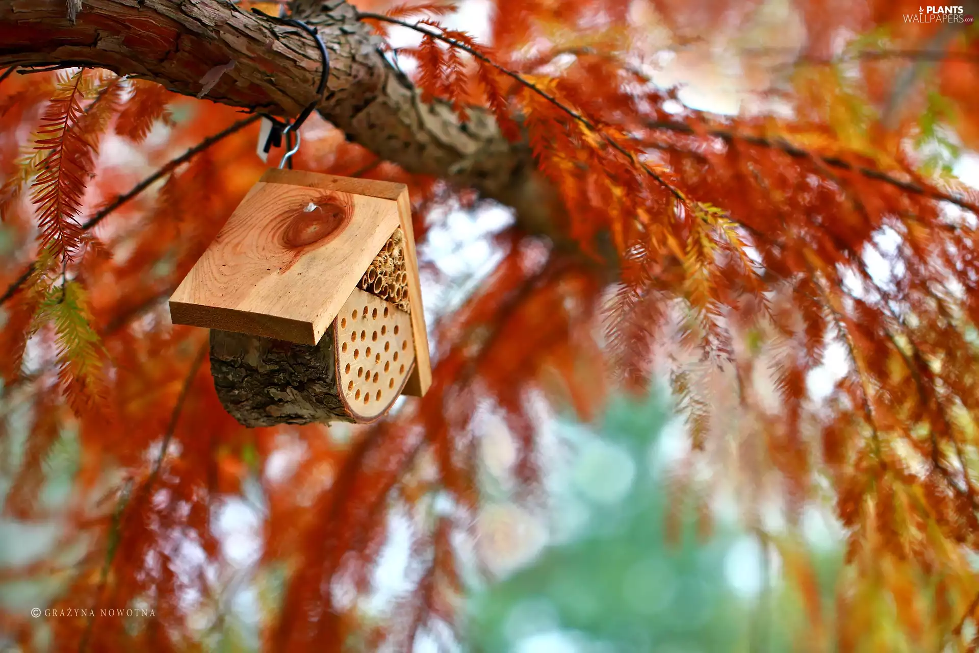 Home, trees, insects, Pollinating, for, Twigs