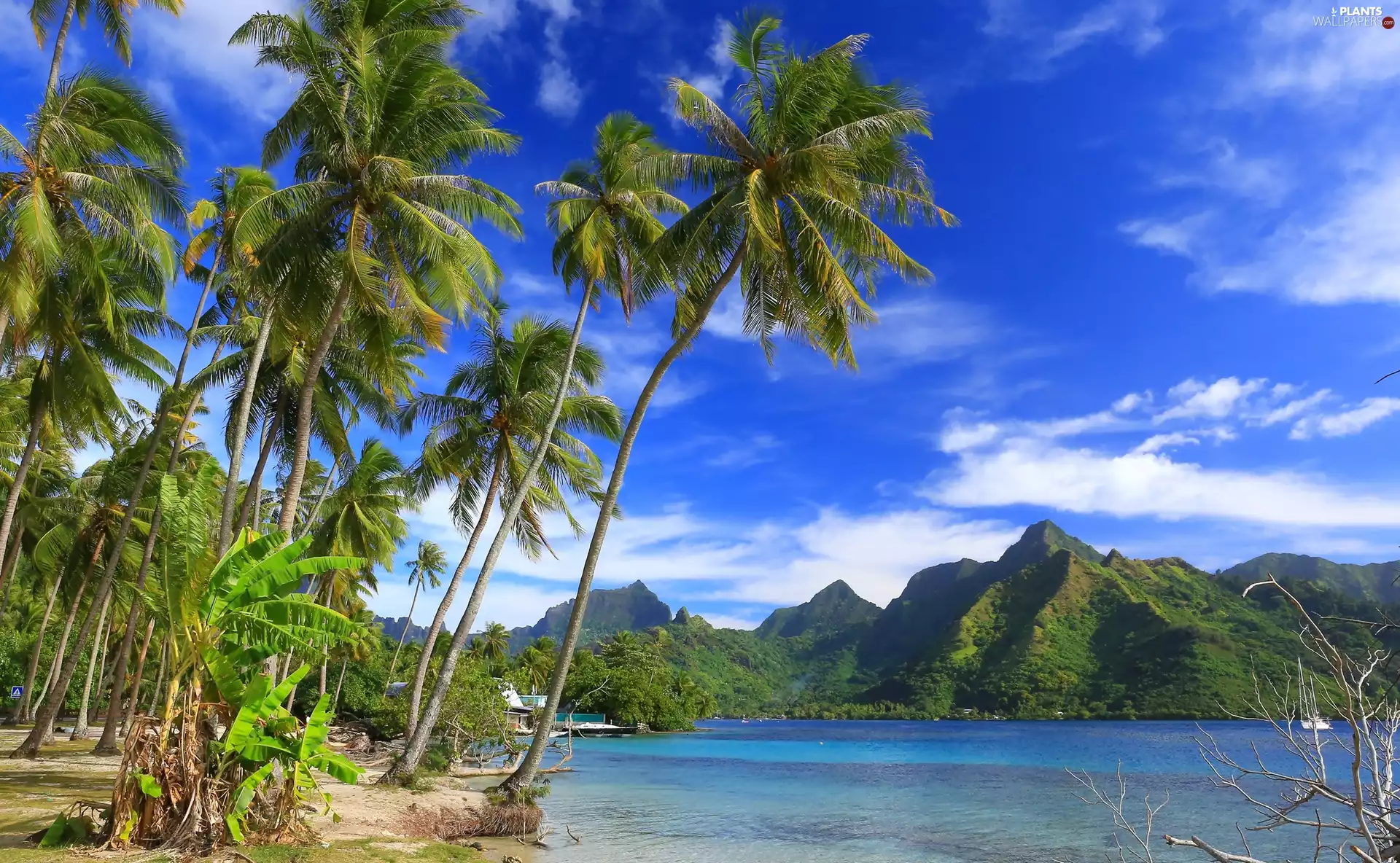 Ocean, France, Mountains, Palms, Moorea Island, French Polynesia