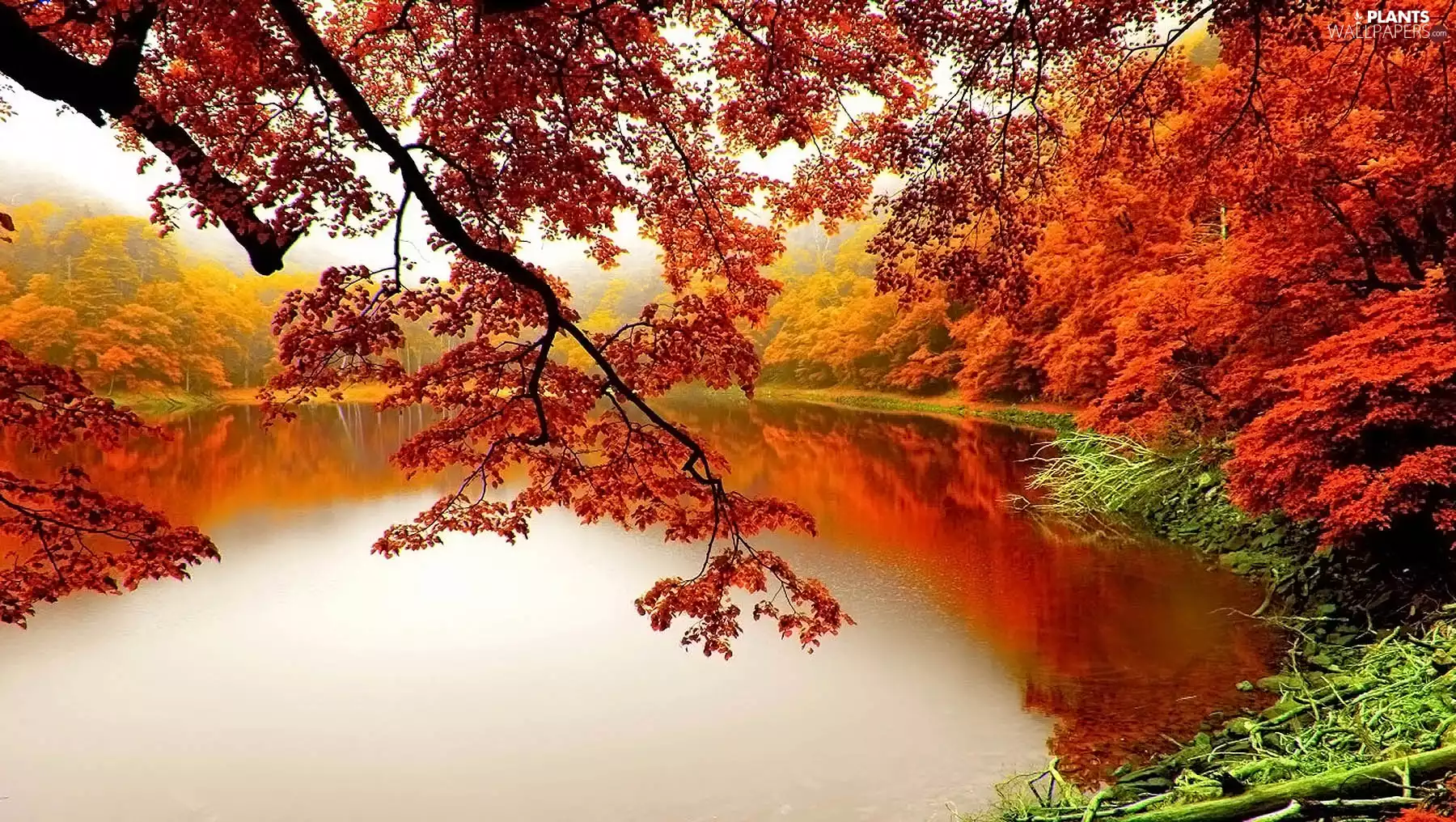 trees, viewes, Park, Pond - car, autumn