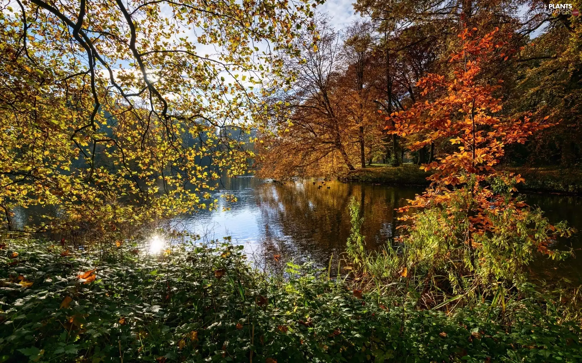 trees, viewes, Park, Pond - car, autumn