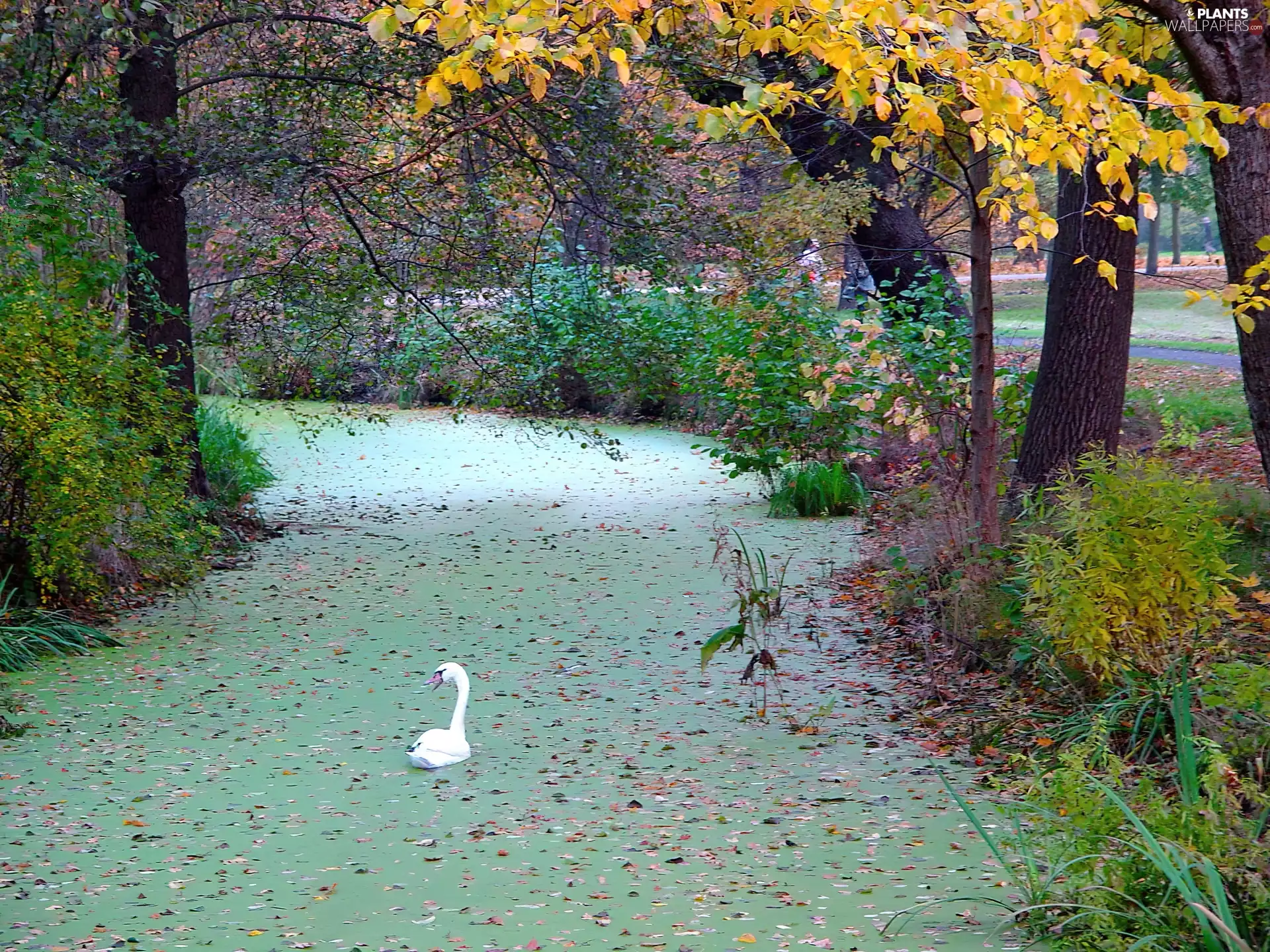 autumn, Pond - car, Swans, Park