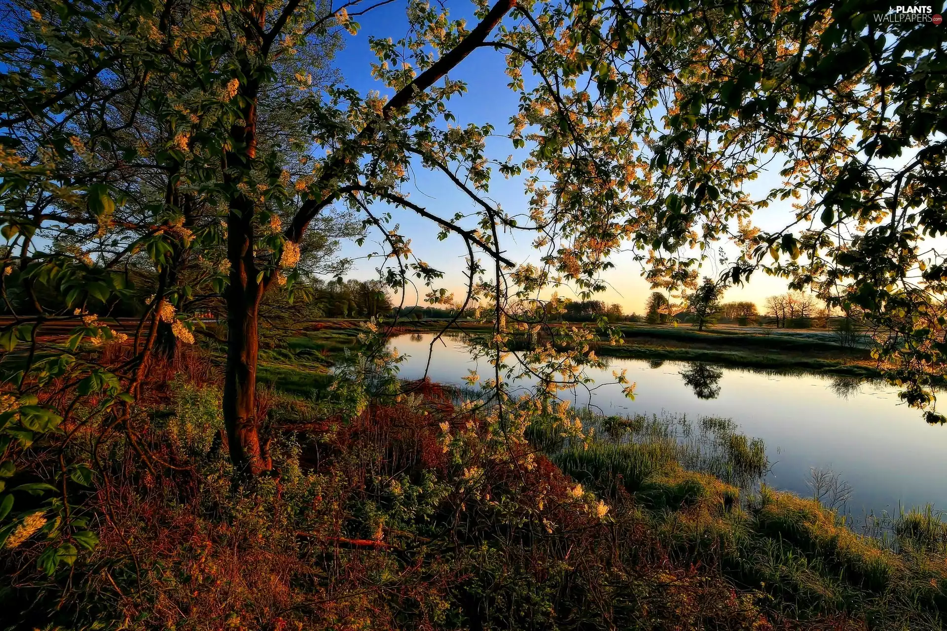 flourishing, Pond - car, Spring, trees