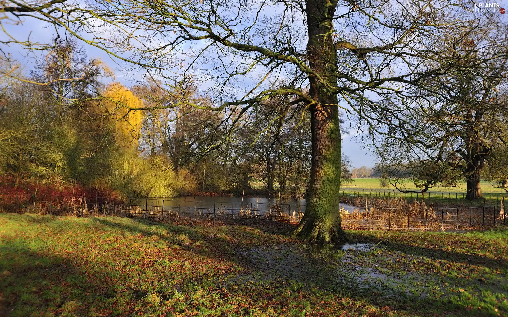 trees, Pond - car, autumn, viewes