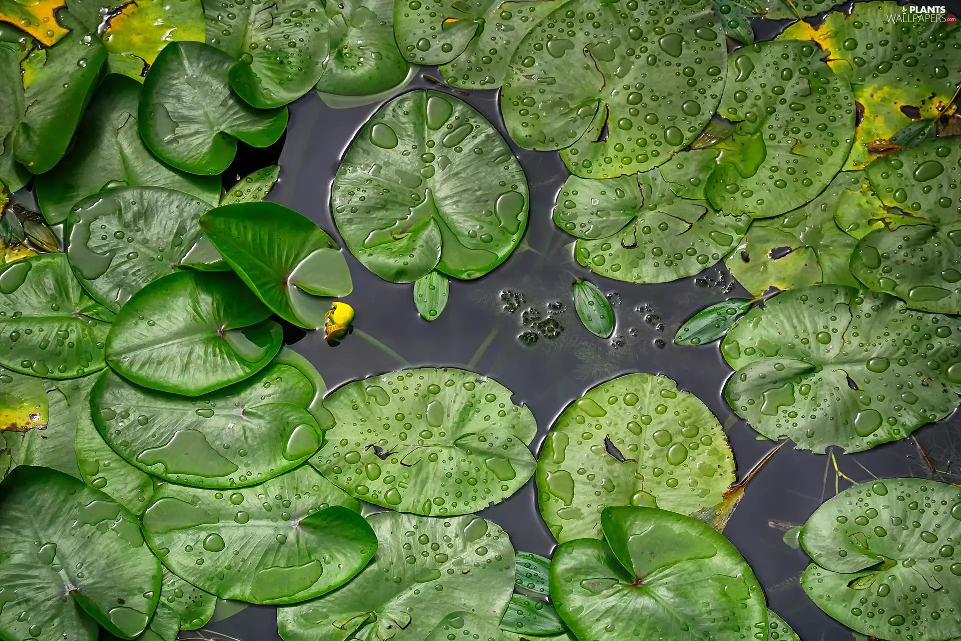 Leaf, Pond - car, Flower, water