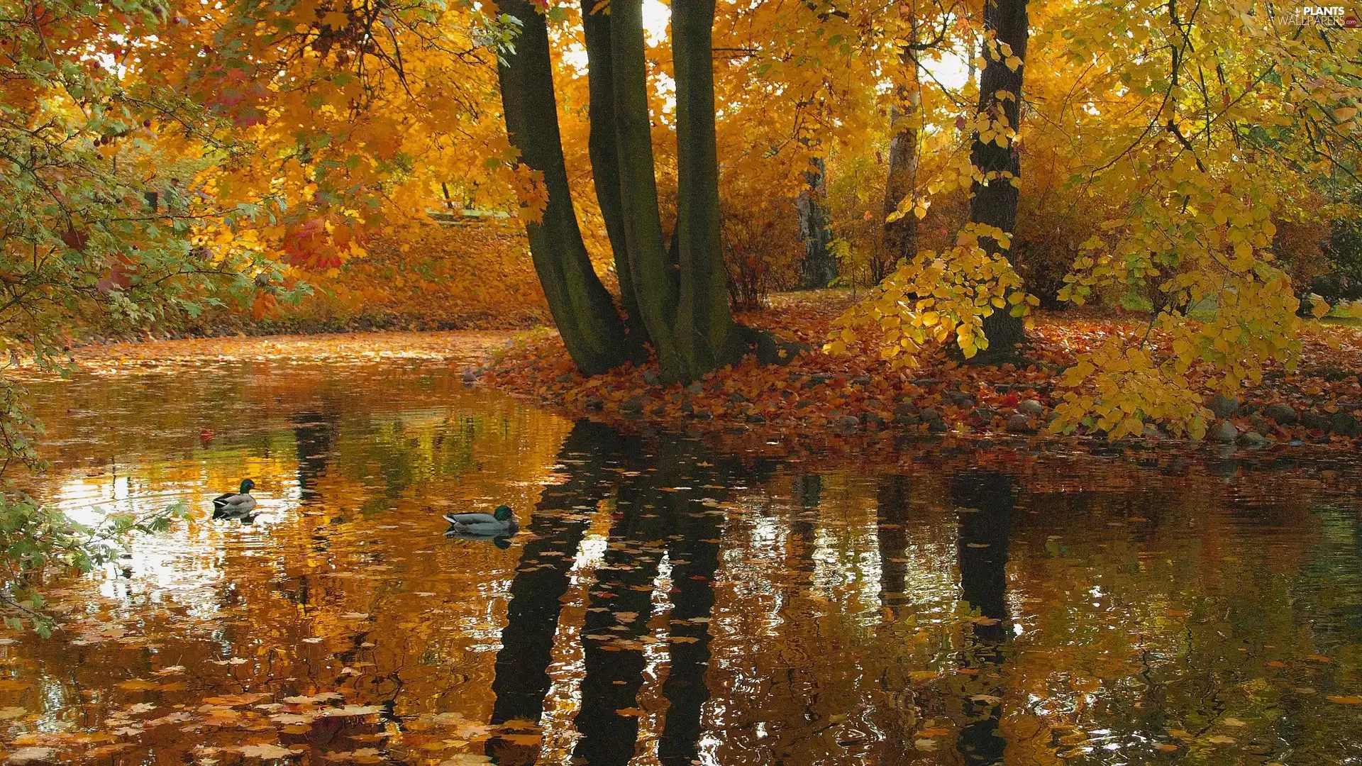 trees, autumn, ducks, Pond - car, viewes, reflection
