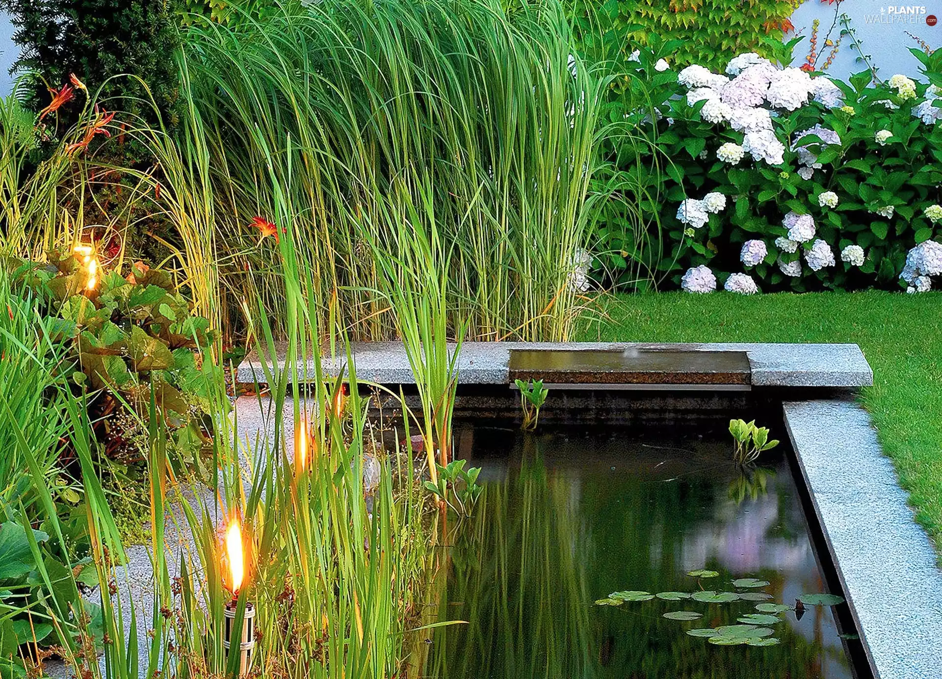 Garden, grass, hydrangeas, pond