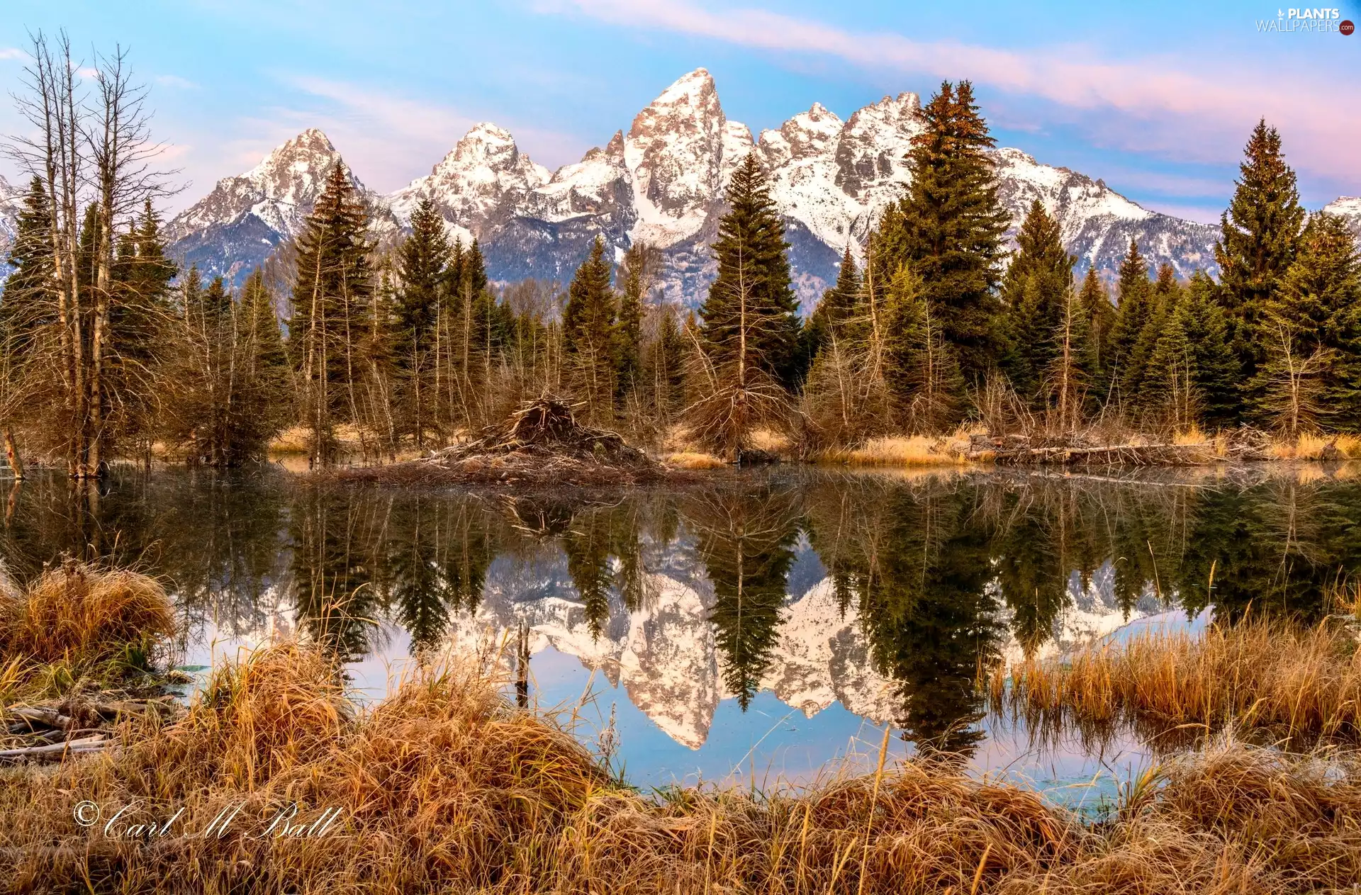 Spruces, autumn, grass, Pond - car, dry, Mountains
