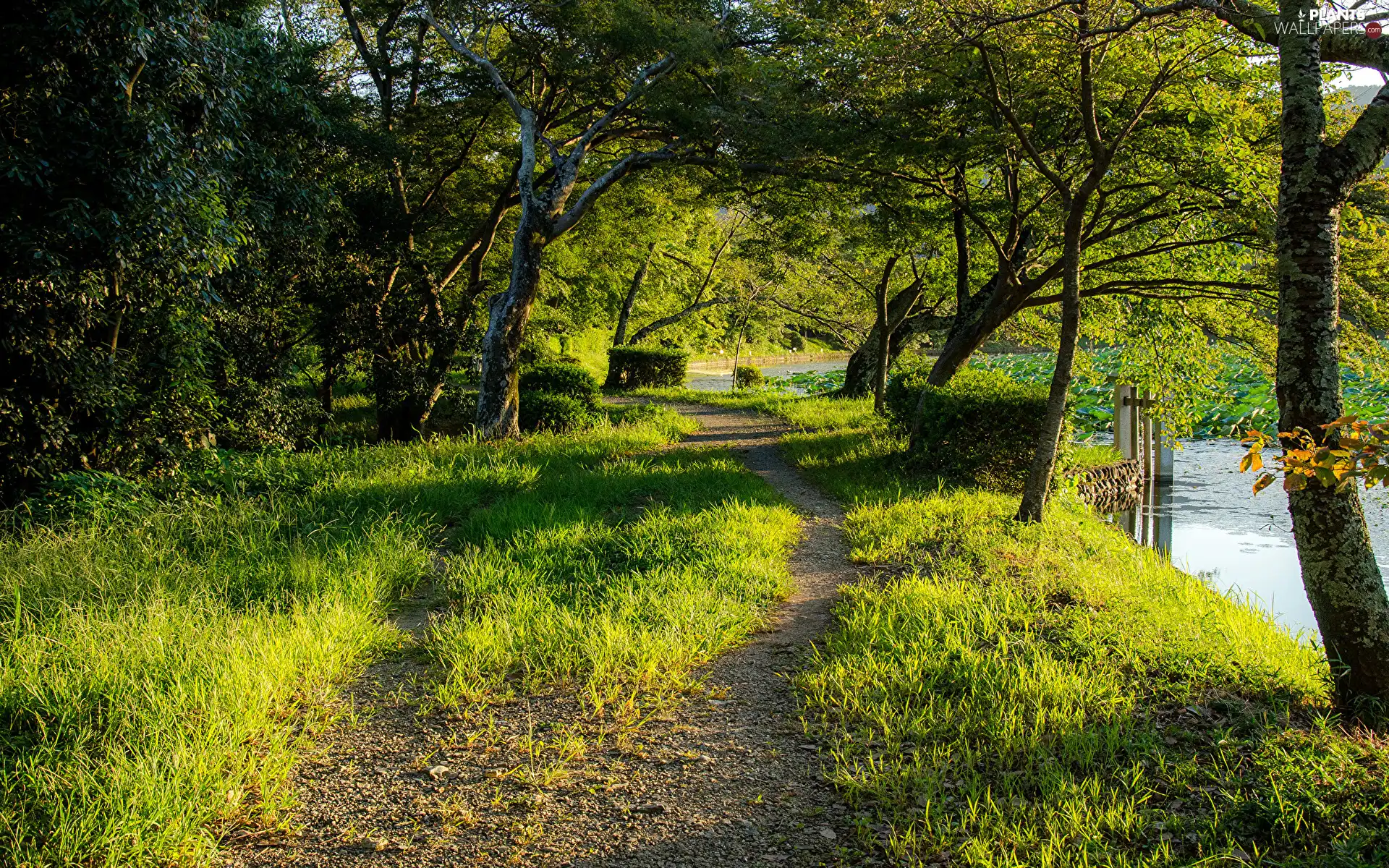 viewes, Park, grass, Pond - car, Path, trees