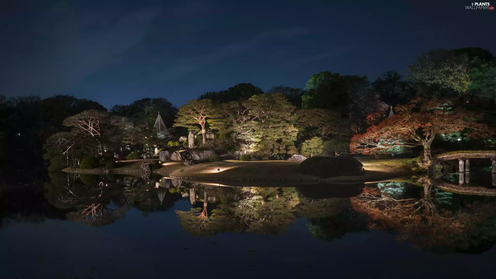 trees, viewes, Park, Pond - car, Night