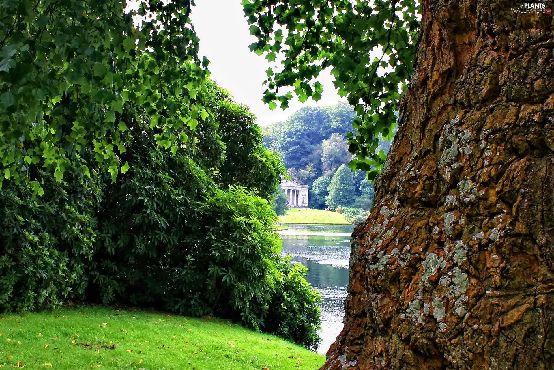 Pond - car, Park, trees, viewes, trunk