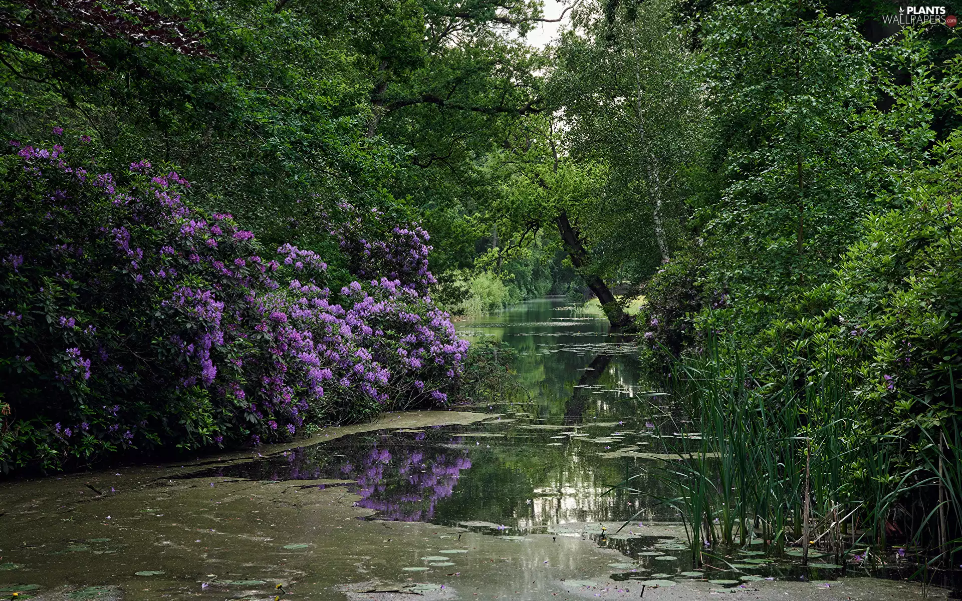 viewes, Park, rhododendron, Pond - car, Bush, trees