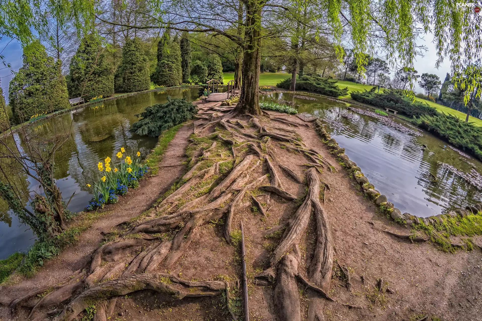 trees, Park, roots, Pond - car, viewes, Spring