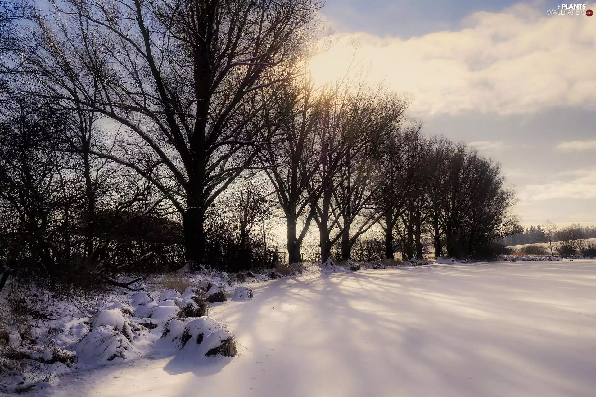 trees, winter, snow, Pond - car, viewes, leafless
