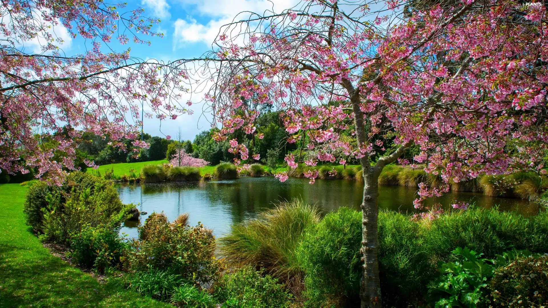 fruit, trees, Park, Pond - car, Spring