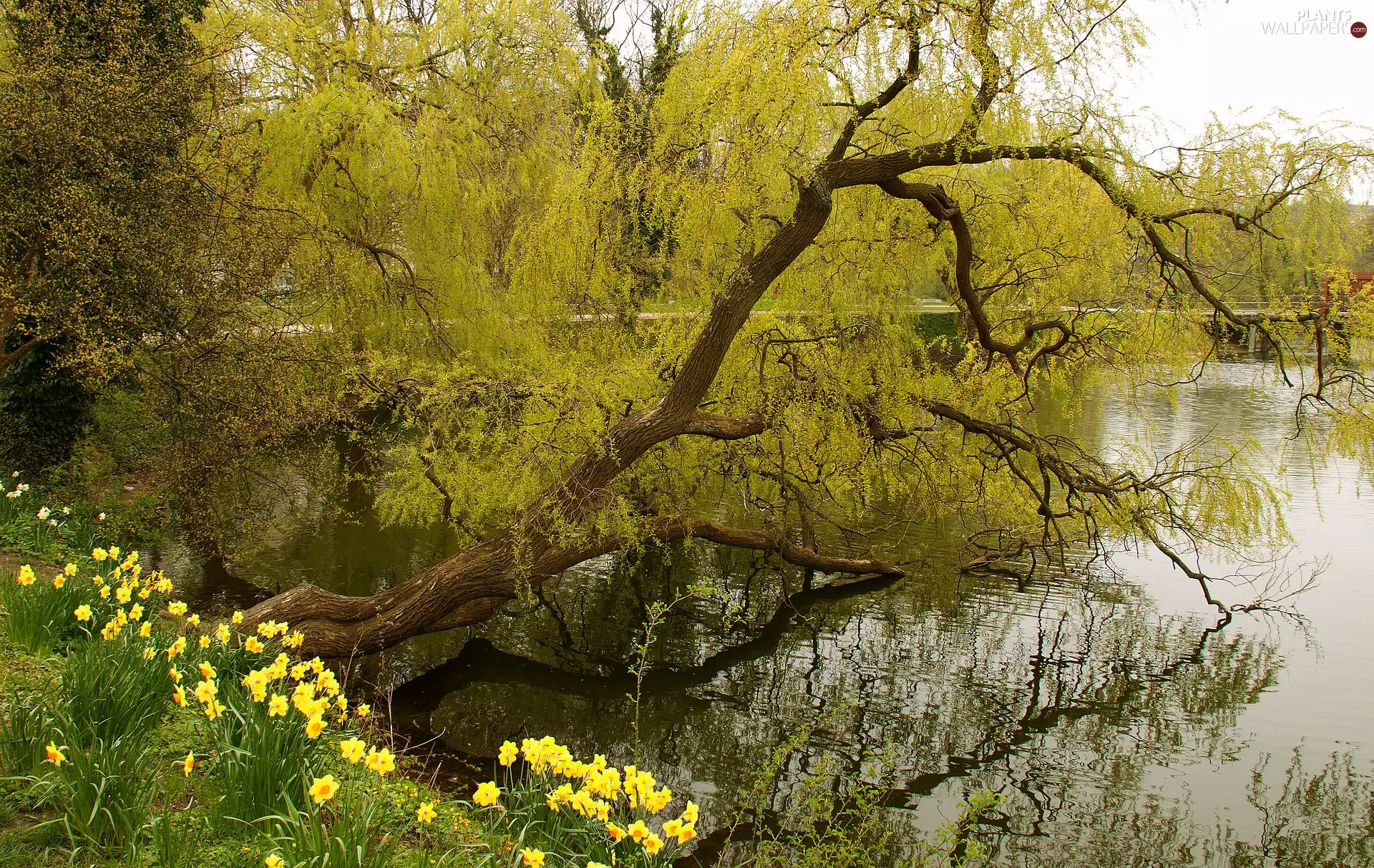Jonquil, Willow, Park, Pond - car, Spring