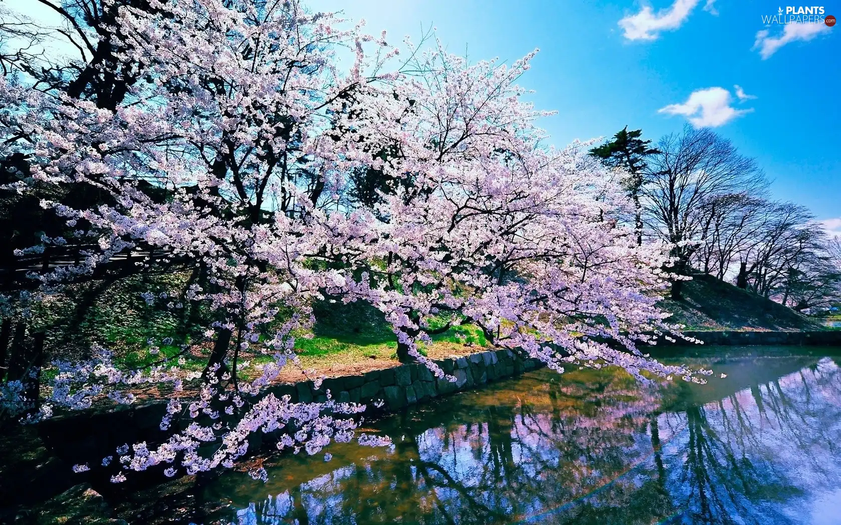 Spring, trees, Pond - car, flourishing