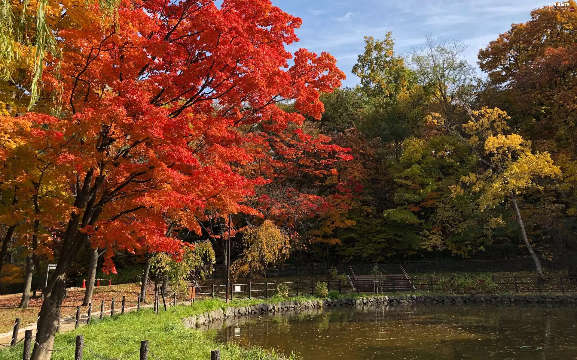 autumn, Park, viewes, Pond - car, trees