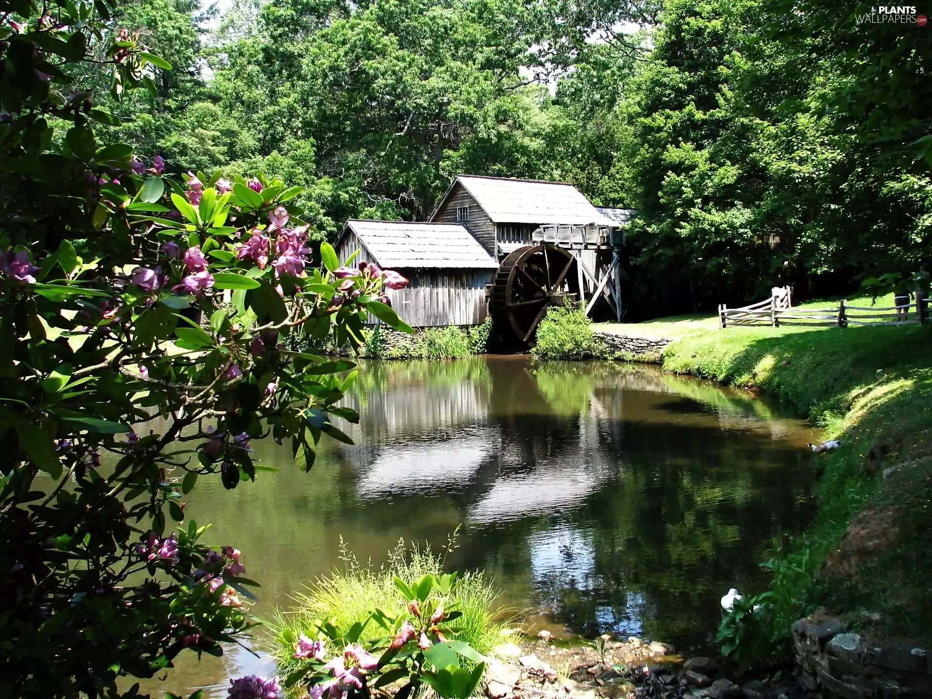 Pond - car, Meadow, Rhododendrons, trees, flourishing, water, Windmill, viewes