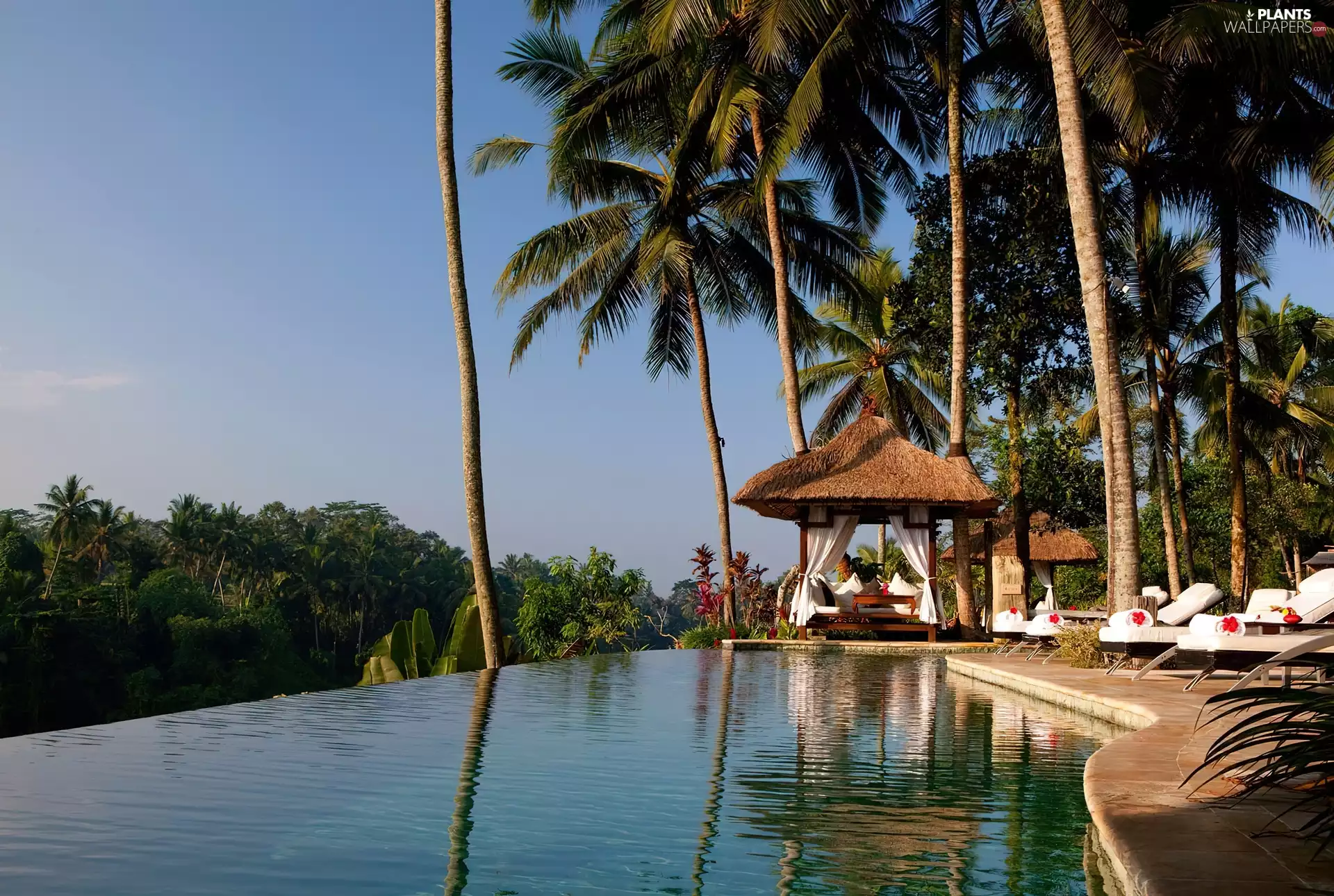 Hotel hall, Bali, Pool, Palms, Viceroy, jungle