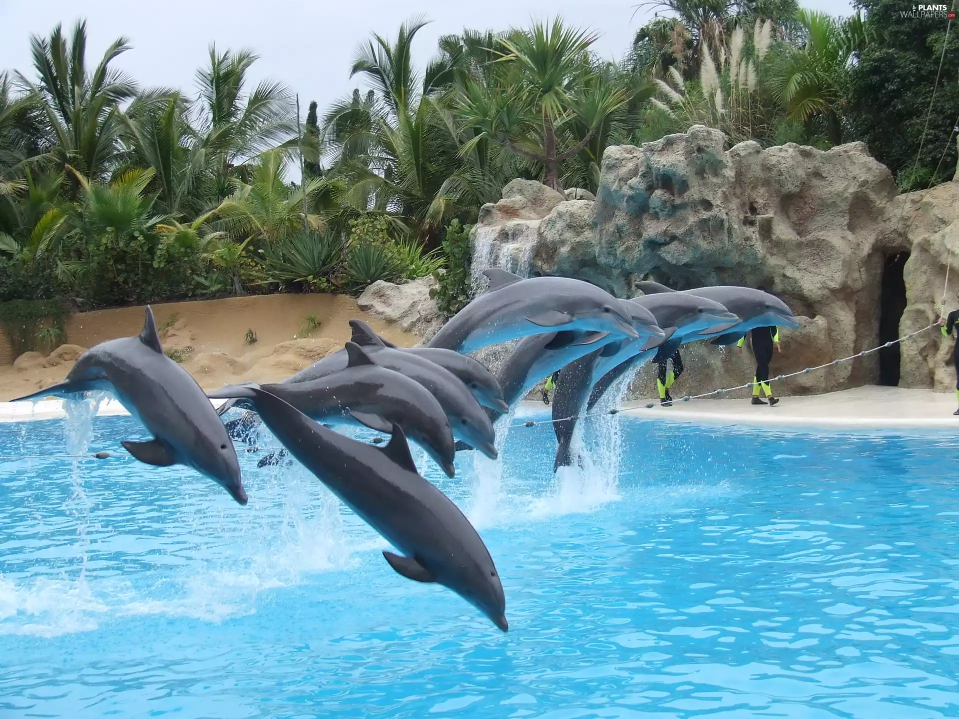 dolphins, rocks, Palms, Pool