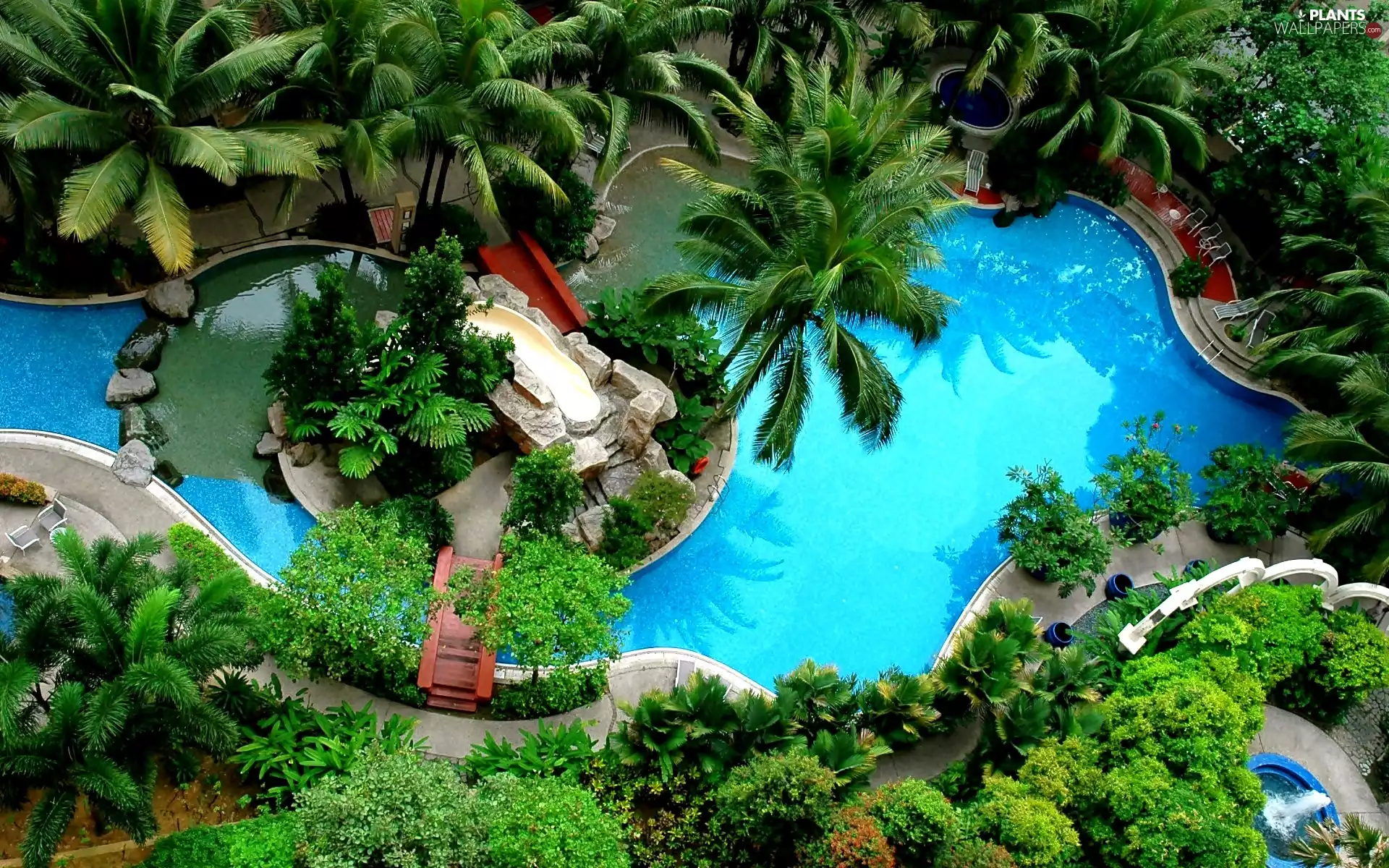 Palms, Tropical, Garden, Pool, The hotel