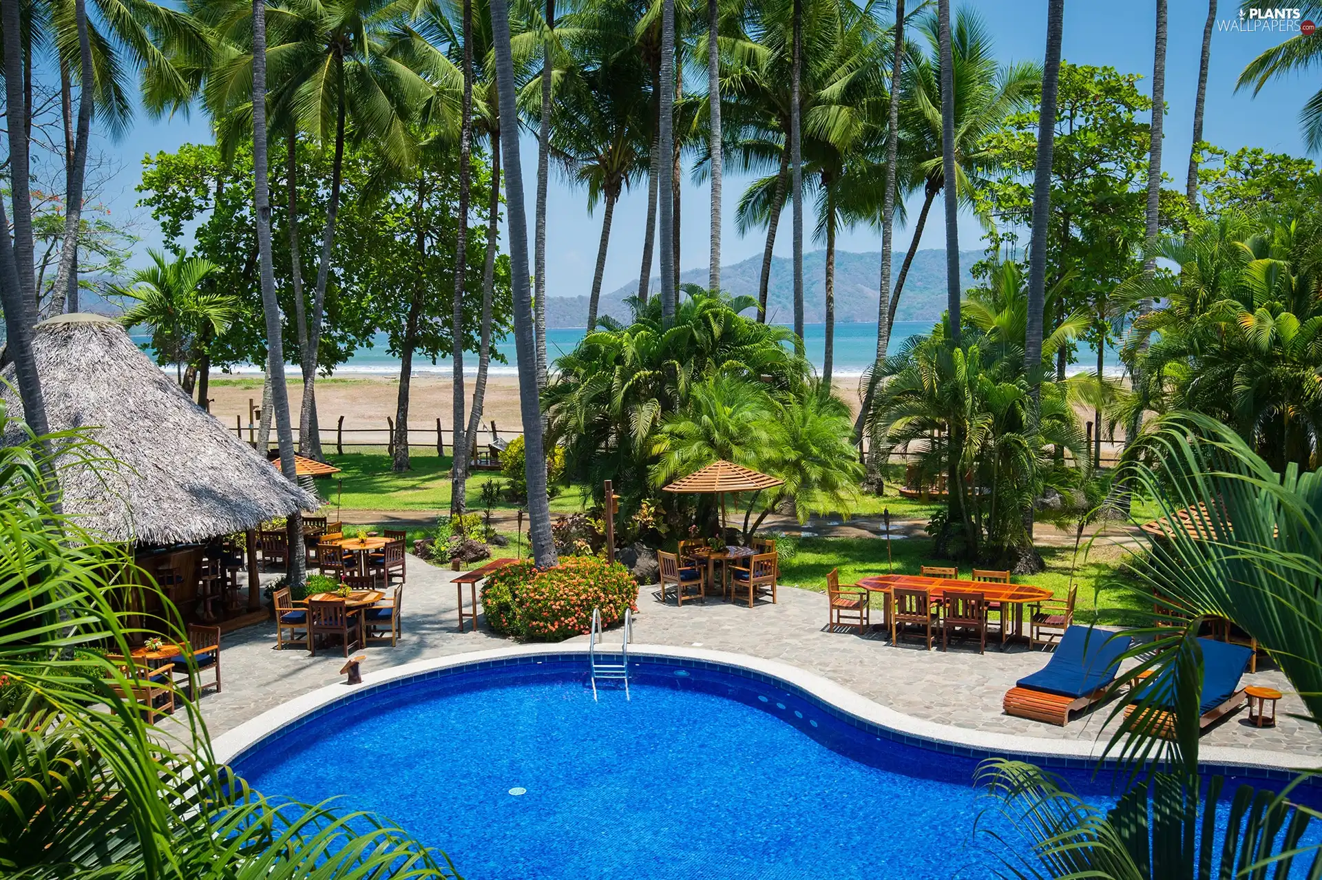 Palms, Hotel hall, Pool