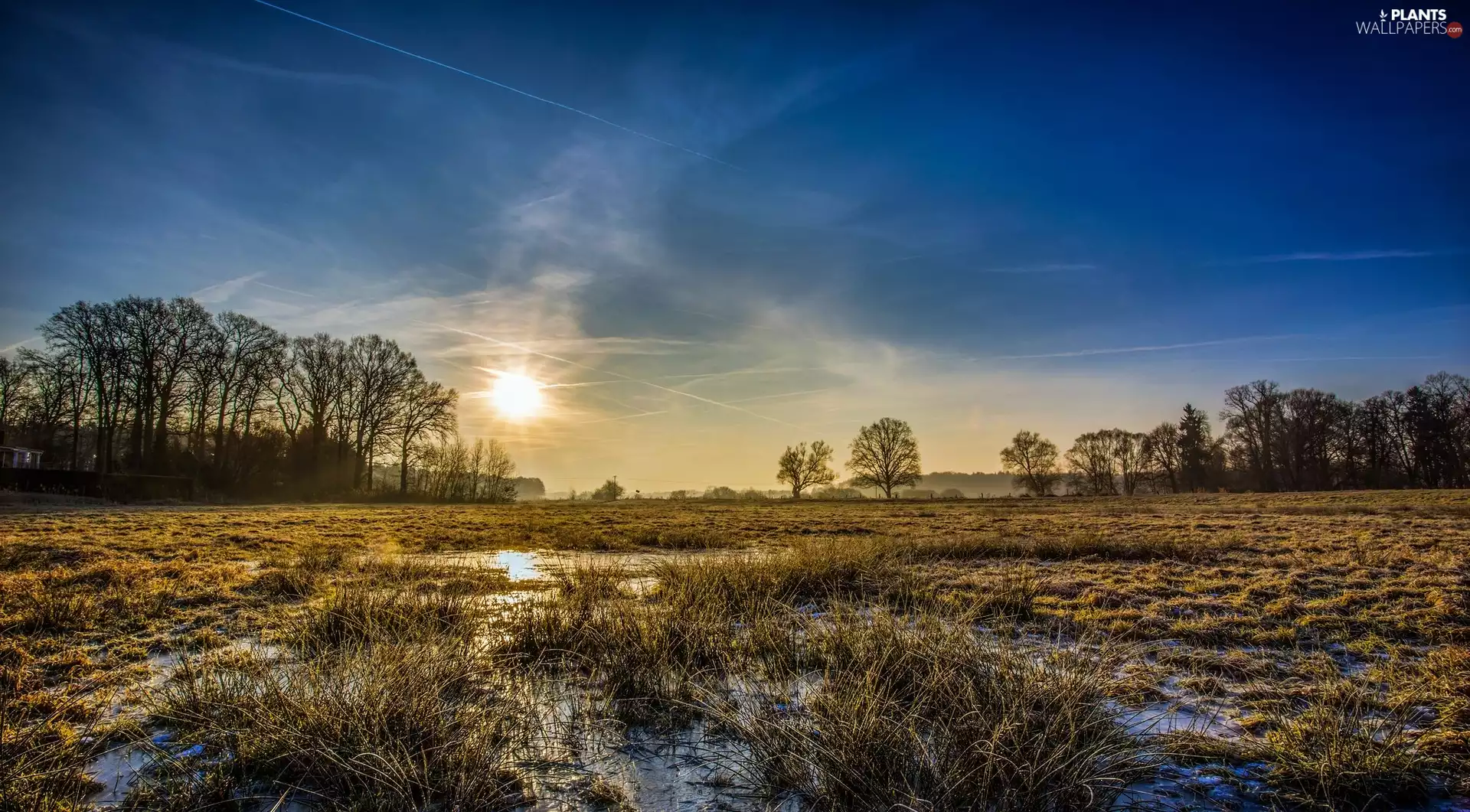 rays of the Sun, Meadow, trees, viewes, pool