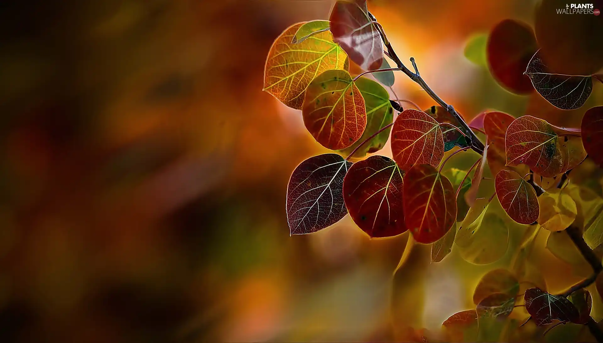 autumn, twig, Poplar, Leaf