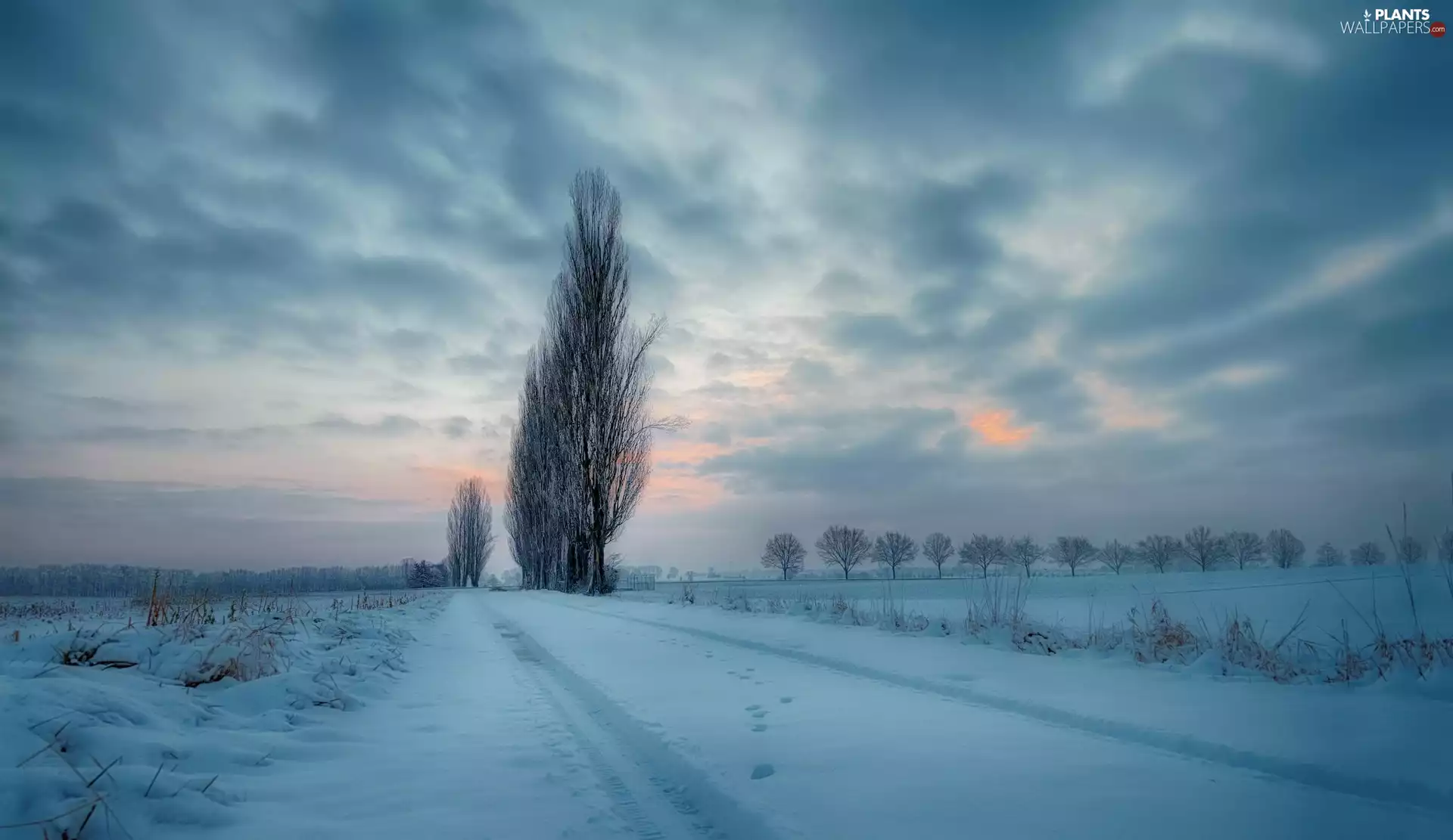 Way, winter, viewes, Poplars, trees, field