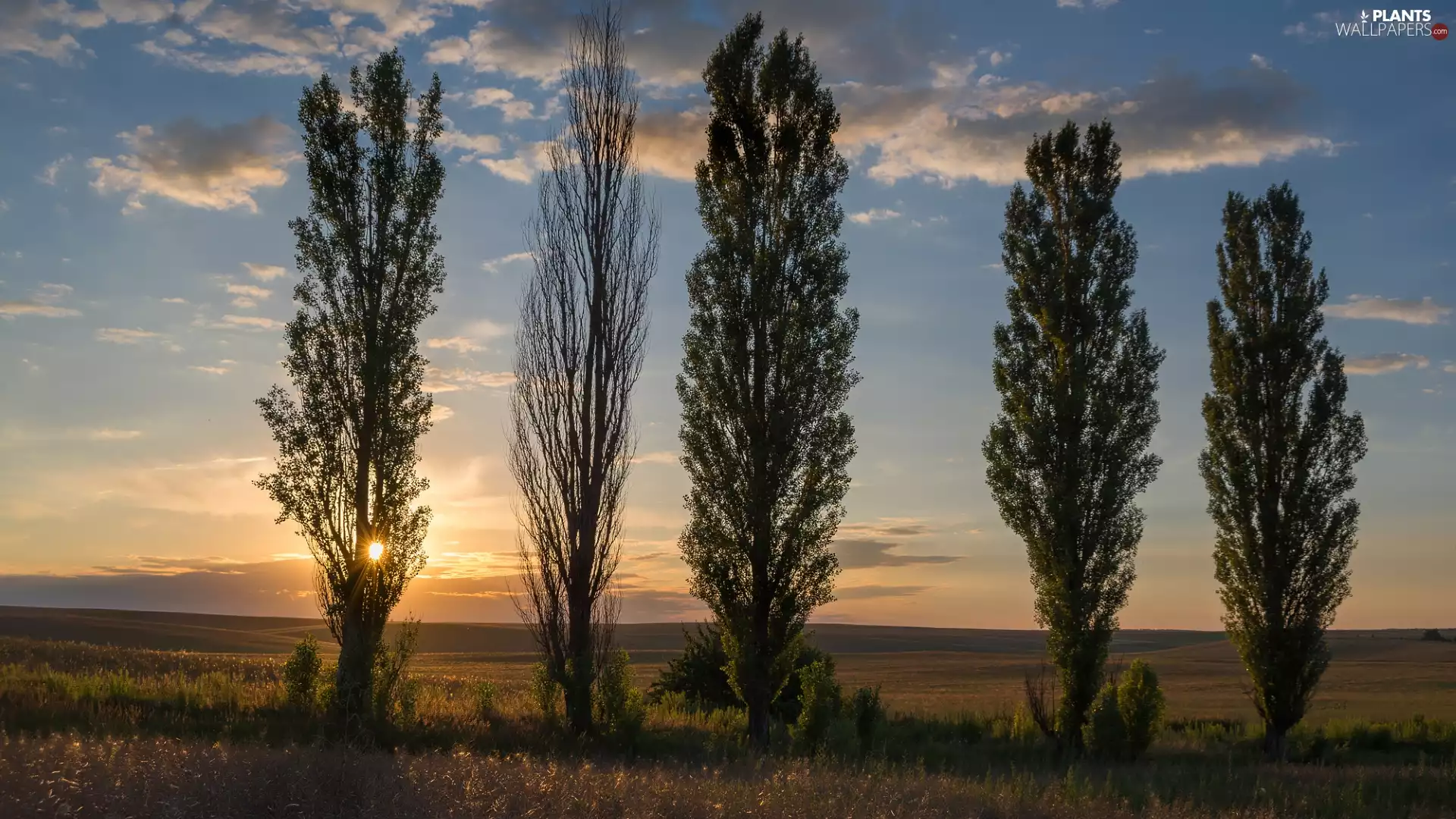 trees, Poplars, Great Sunsets, viewes