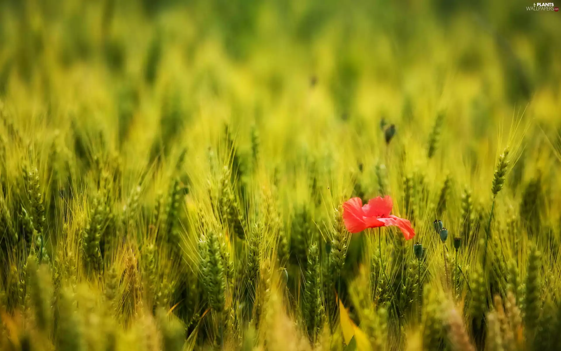 corn, Colourfull Flowers, poppies