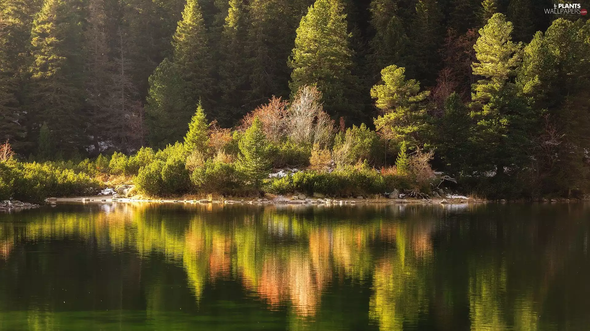 Dolina Złomisk, High Tatra Mountains, trees, Popradzki Pond, Slovakia, forest, viewes