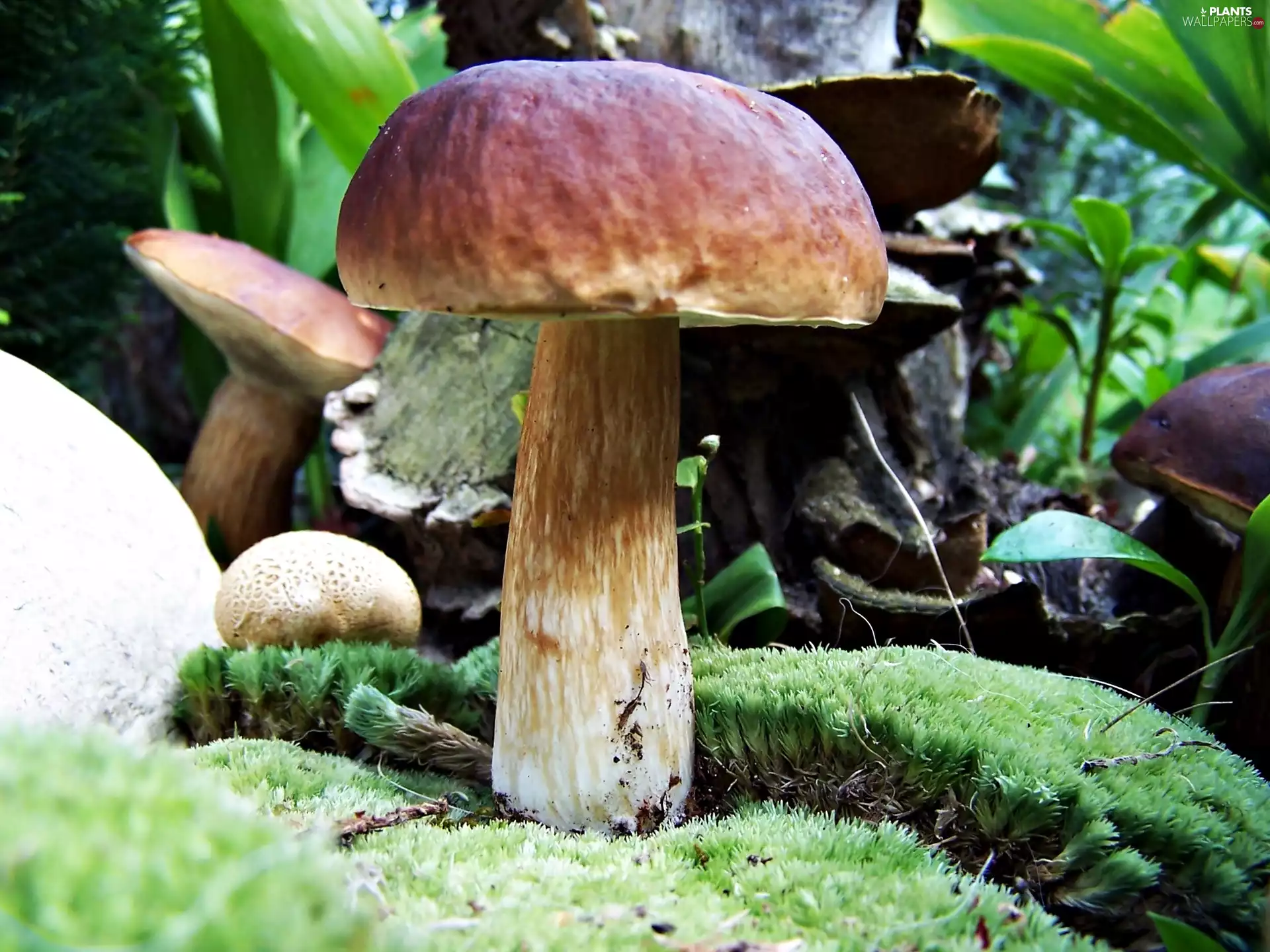 Porcini, Moss, mushrooms