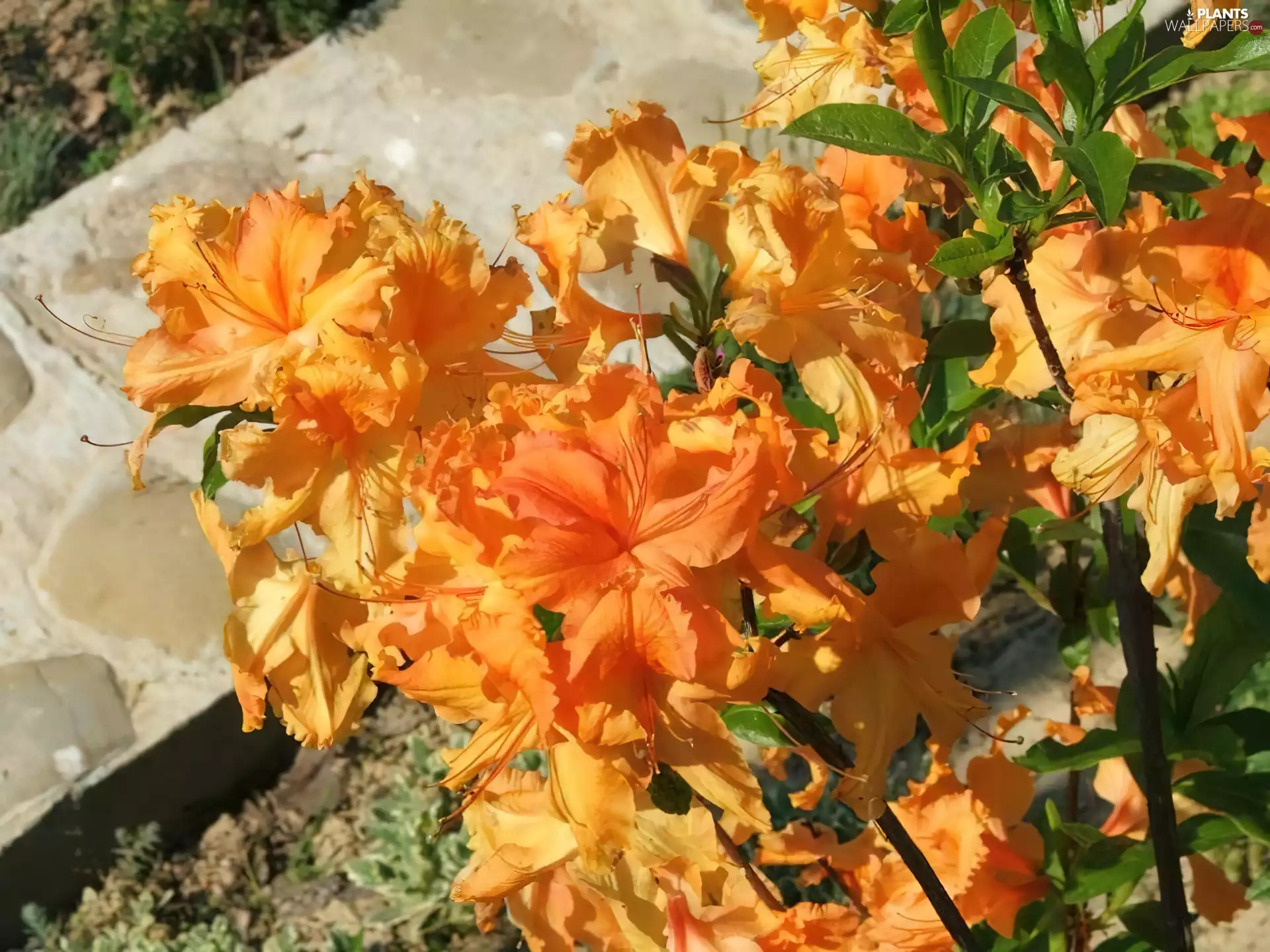 rhododendron, azalea, Self-Portrait