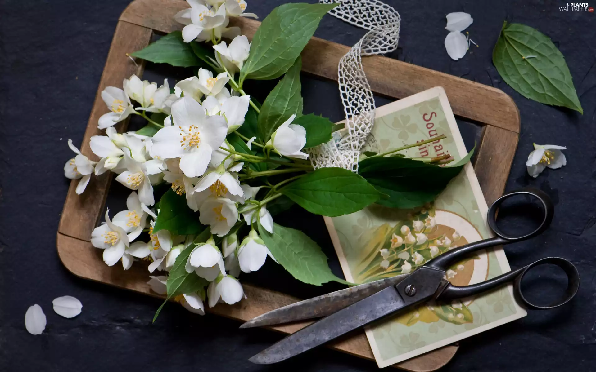 scissors, board, Twigs, Postcard, Mock Orange