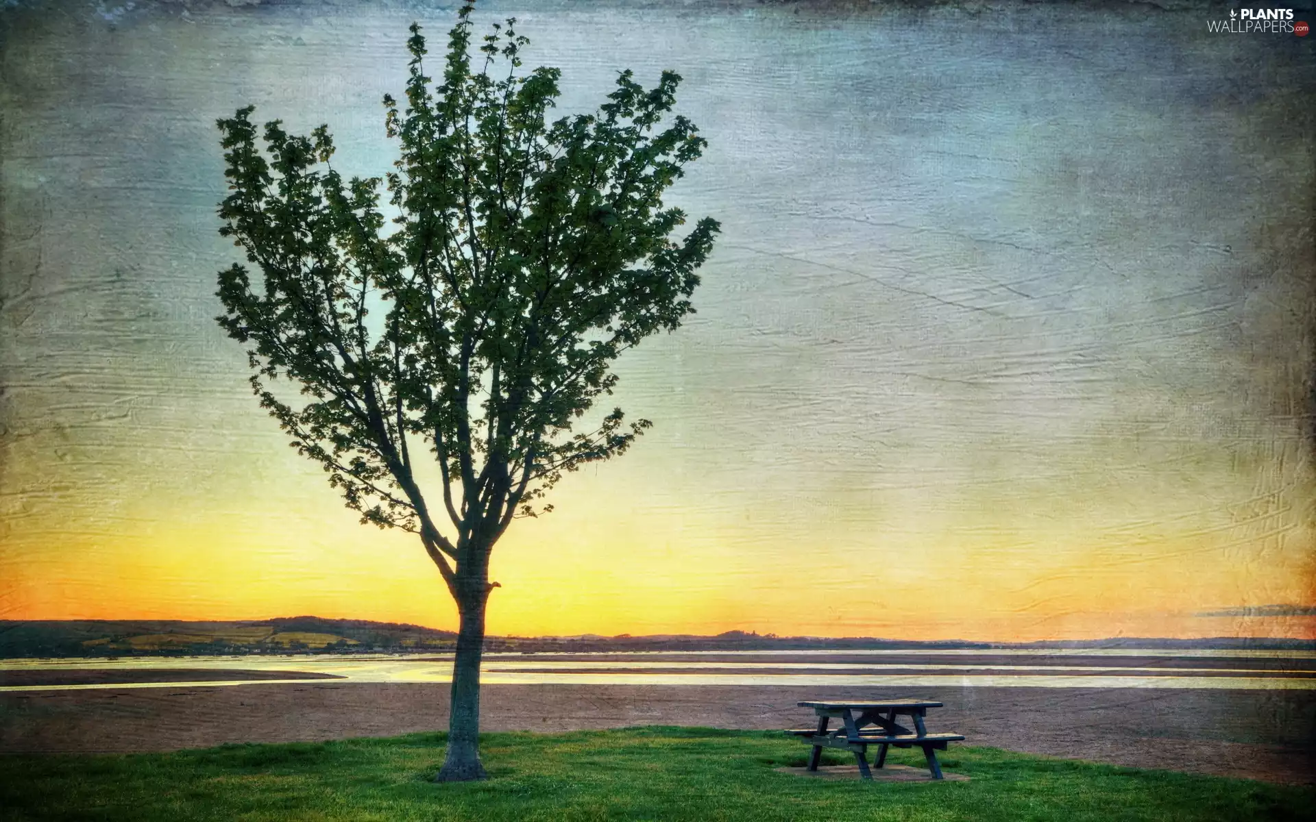 table, Field, sun, Poster Image, west, trees