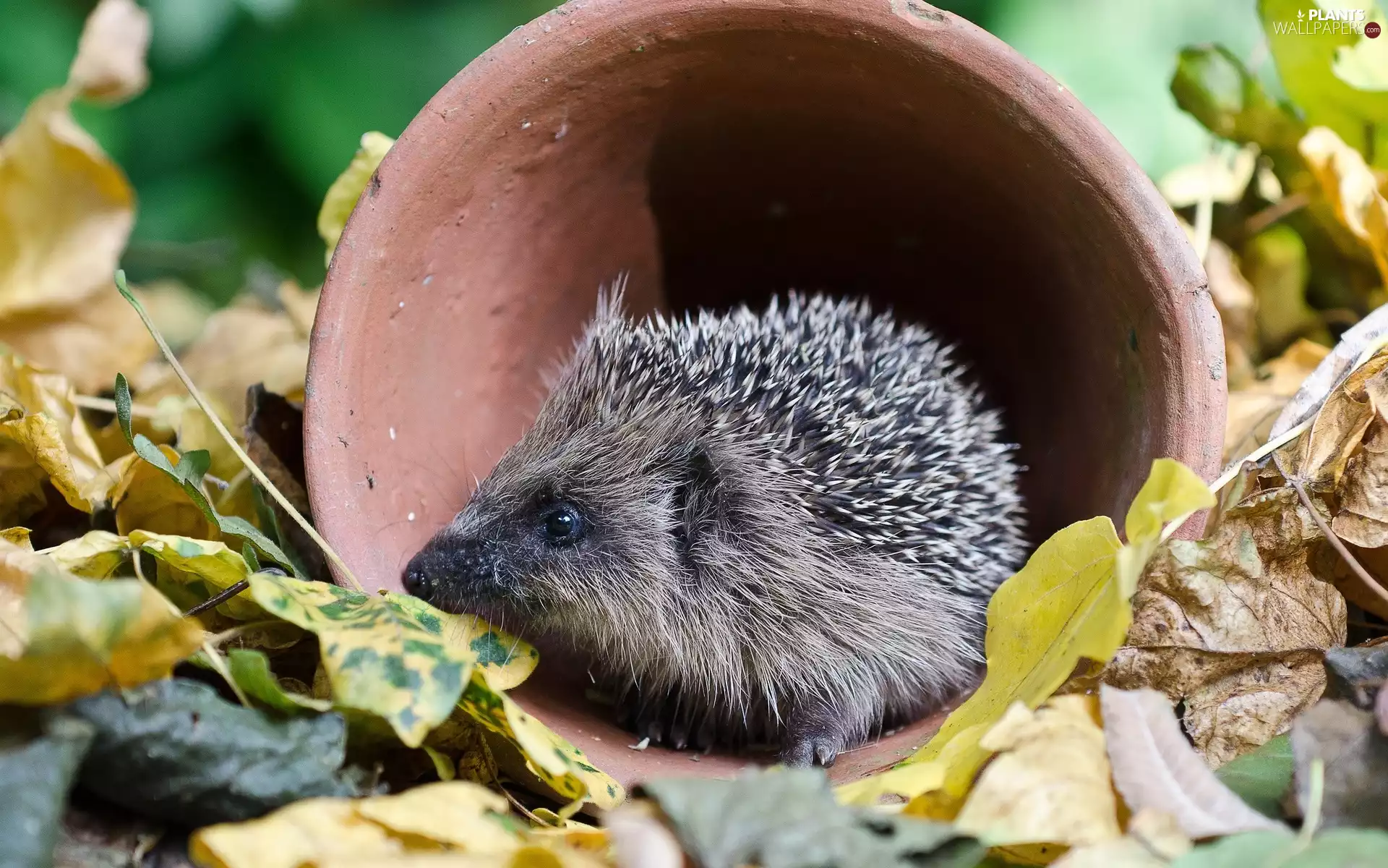 hedgehog, Leaf, Garden, pot