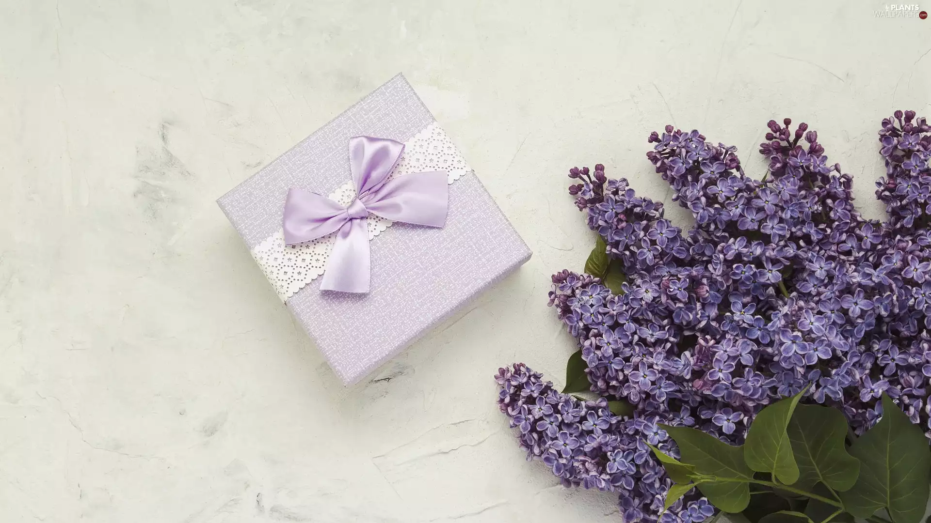 Present, without, Syringa