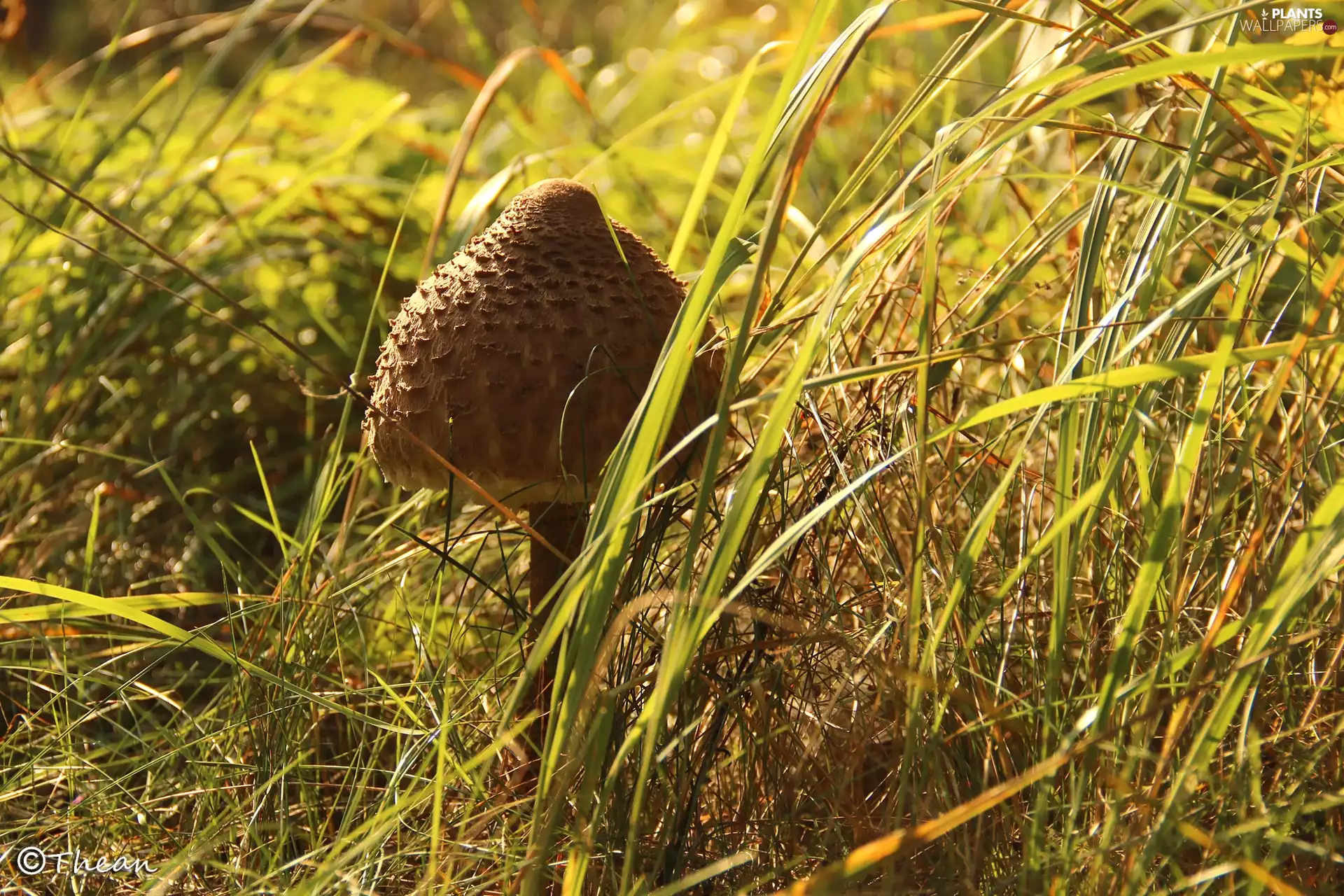 Macrolepiota Procera, Mushrooms, grass, owl