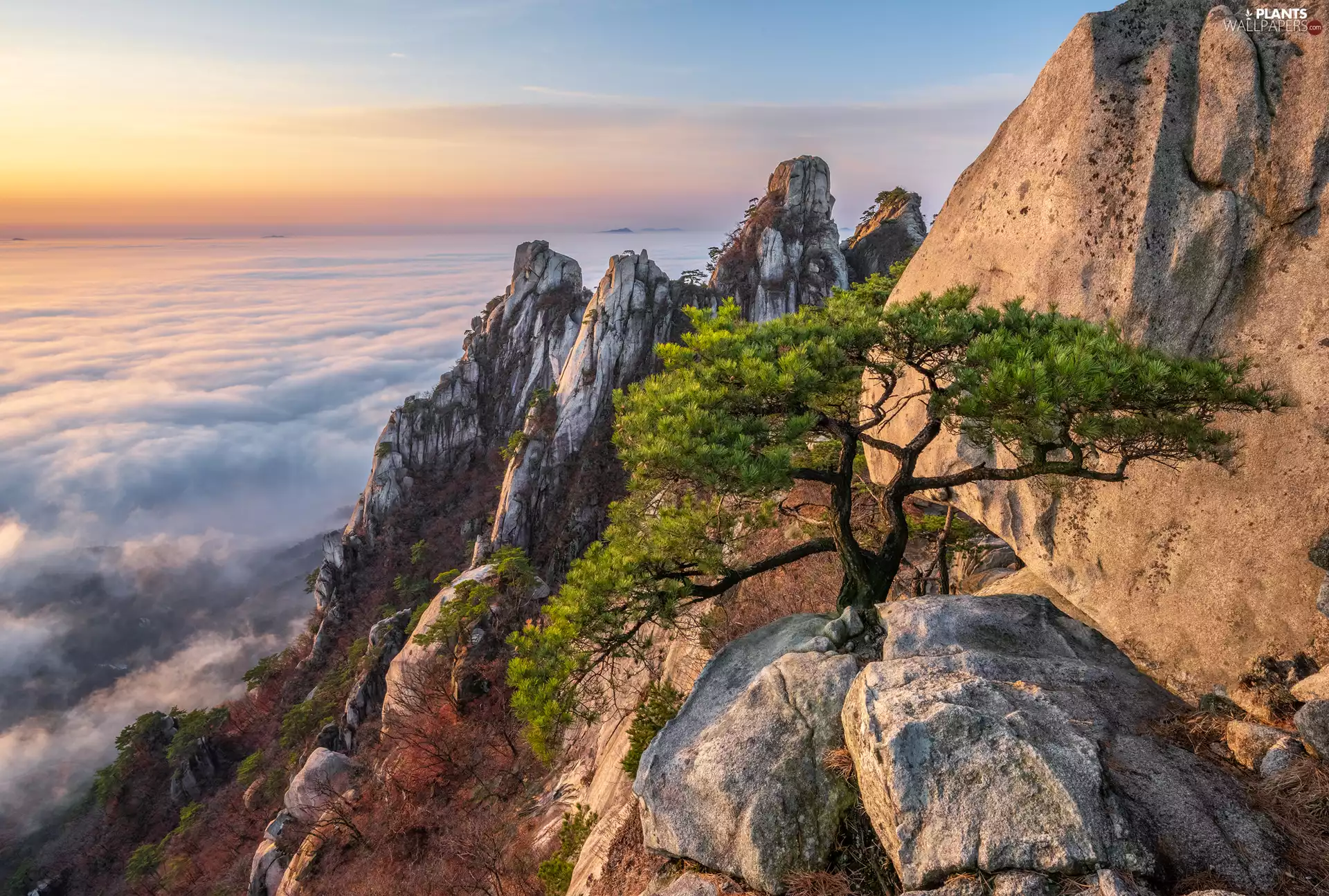 pine, Fog, South Korea, Mountain Dobongsan, Gyeonggi-do Province, rocks, Mountains, Bukhansan National Park