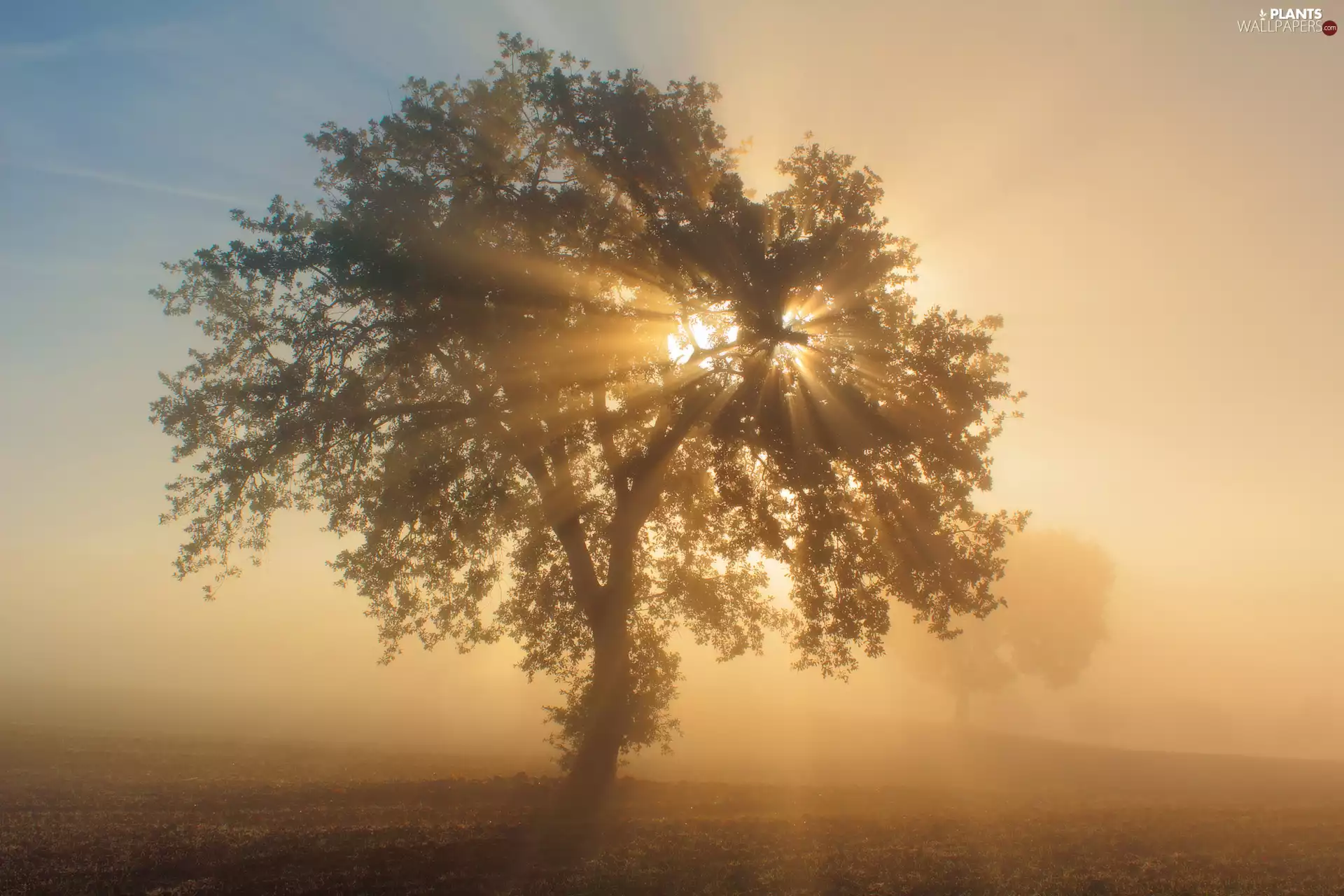 ligh, Fog, flash, Przebijające, trees, sun, luminosity