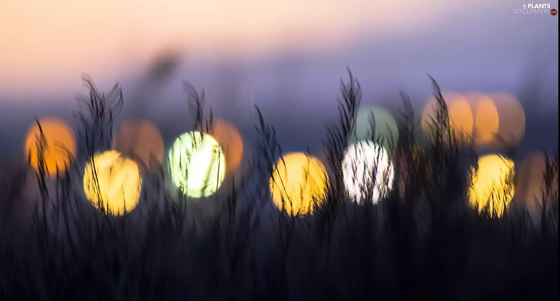 ligh, grass, flash, Przebijające, dry, sun, luminosity