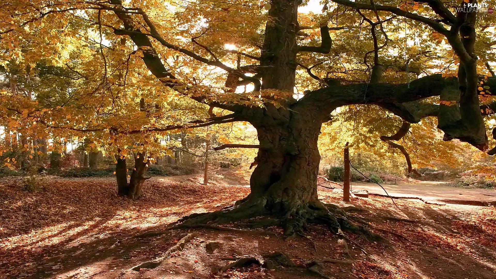 ligh, Park, flash, Przebijające, autumn, sun, luminosity