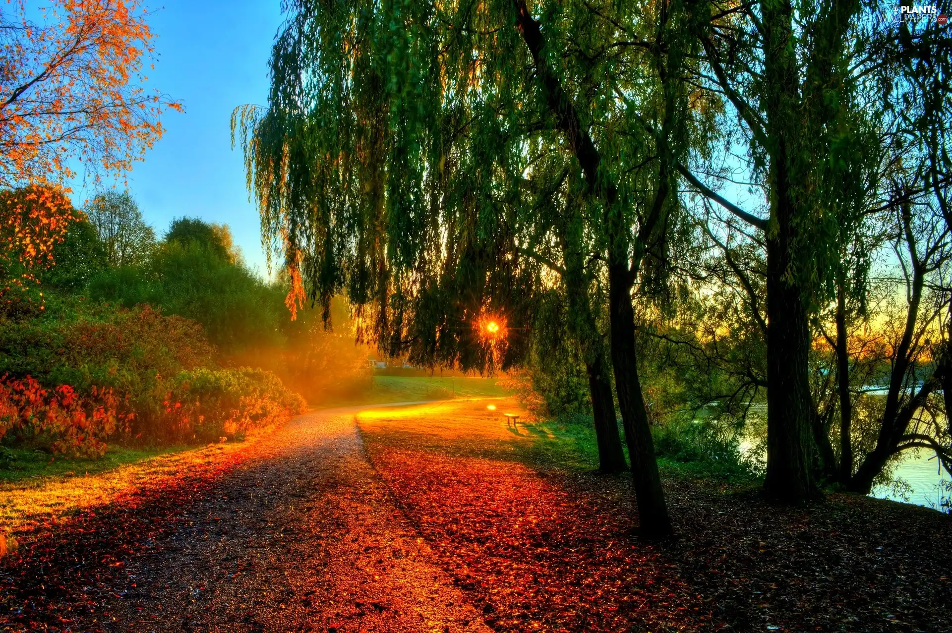 Way, River, Przebijające, ligh, Autumn, Leaf, flash, luminosity, sun