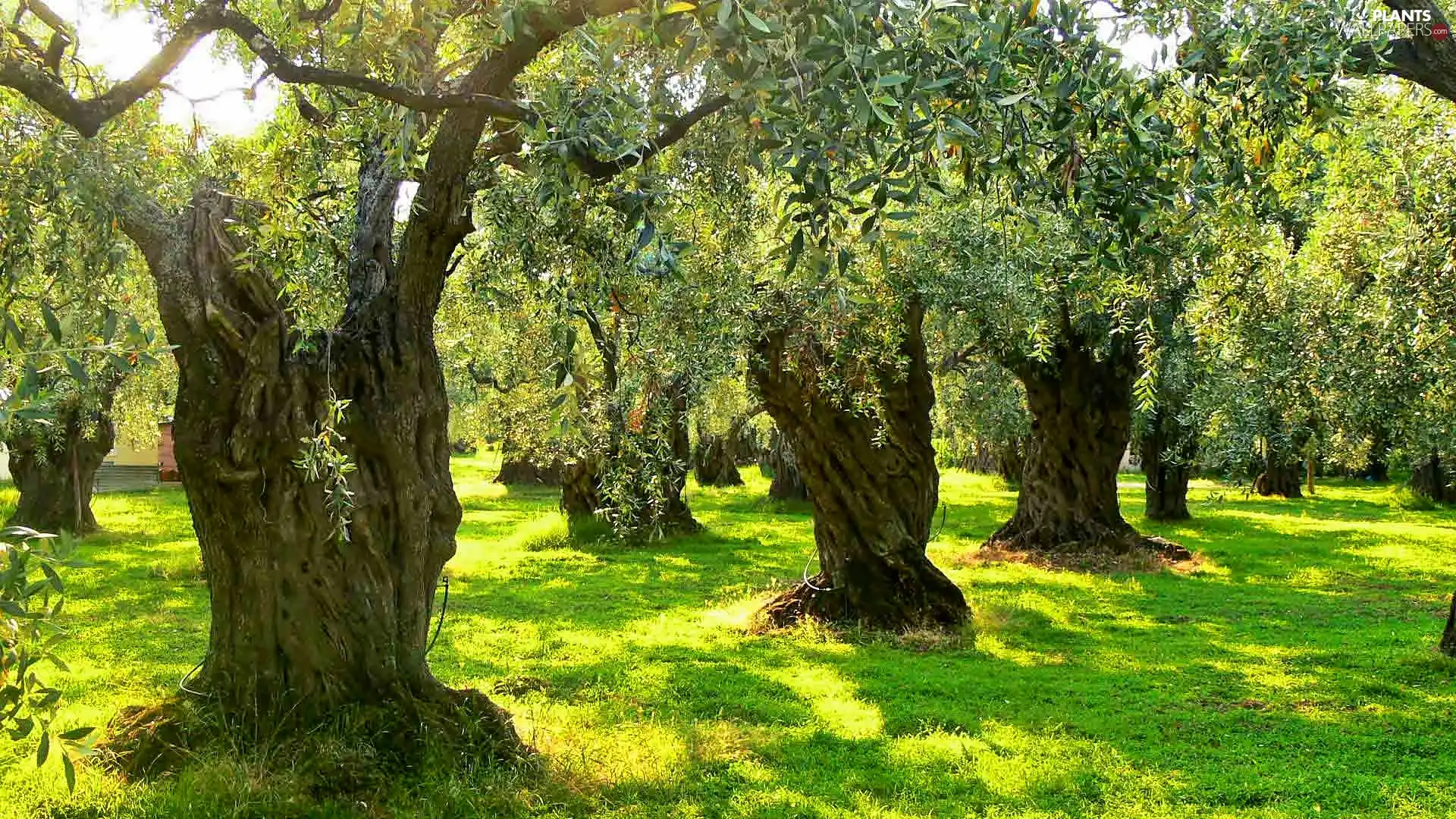 grass, Przebijające, luminosity, ligh, flash, olive, Grove, sun