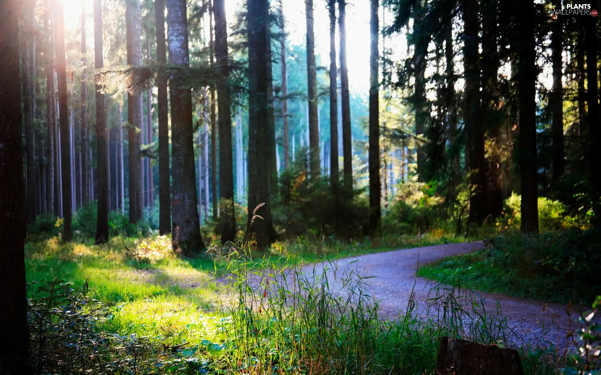 Przebijające, light, Pathway, turn, forest